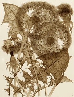 Three Dandelions With Buds, Brown Dandelion Plant, Leaves, Botanical Walnut Ink
