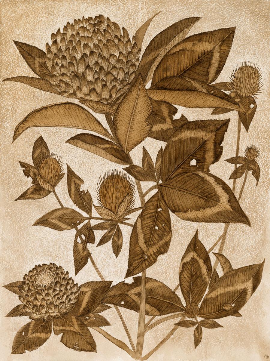 Red Clover, Botanical Wildflower Plant Leaves, Flowers, Brown Walnut Ink