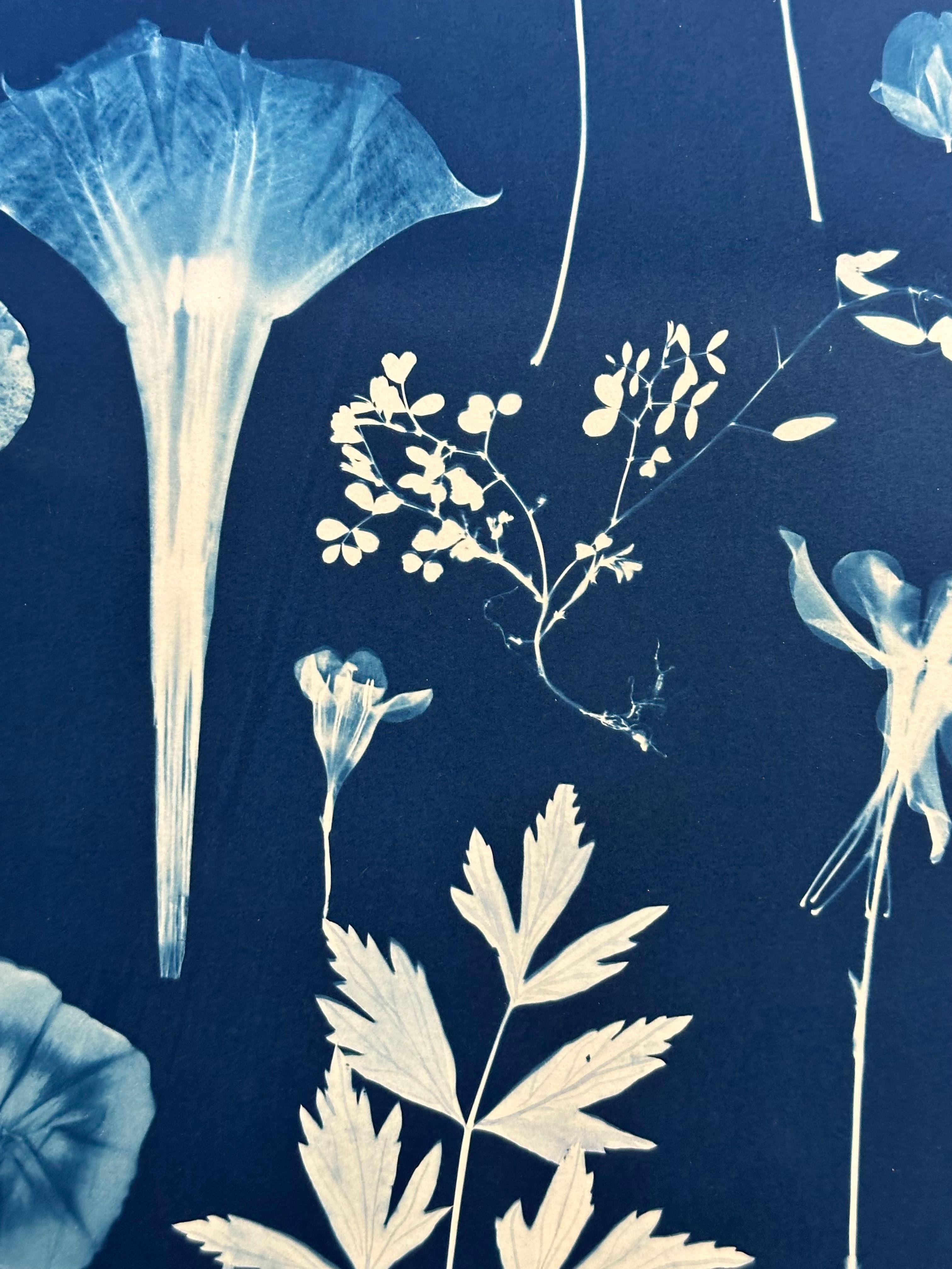 Erbario galleggiante - Pittura botanica in cianotipia Fiori blu indaco, 2022 4