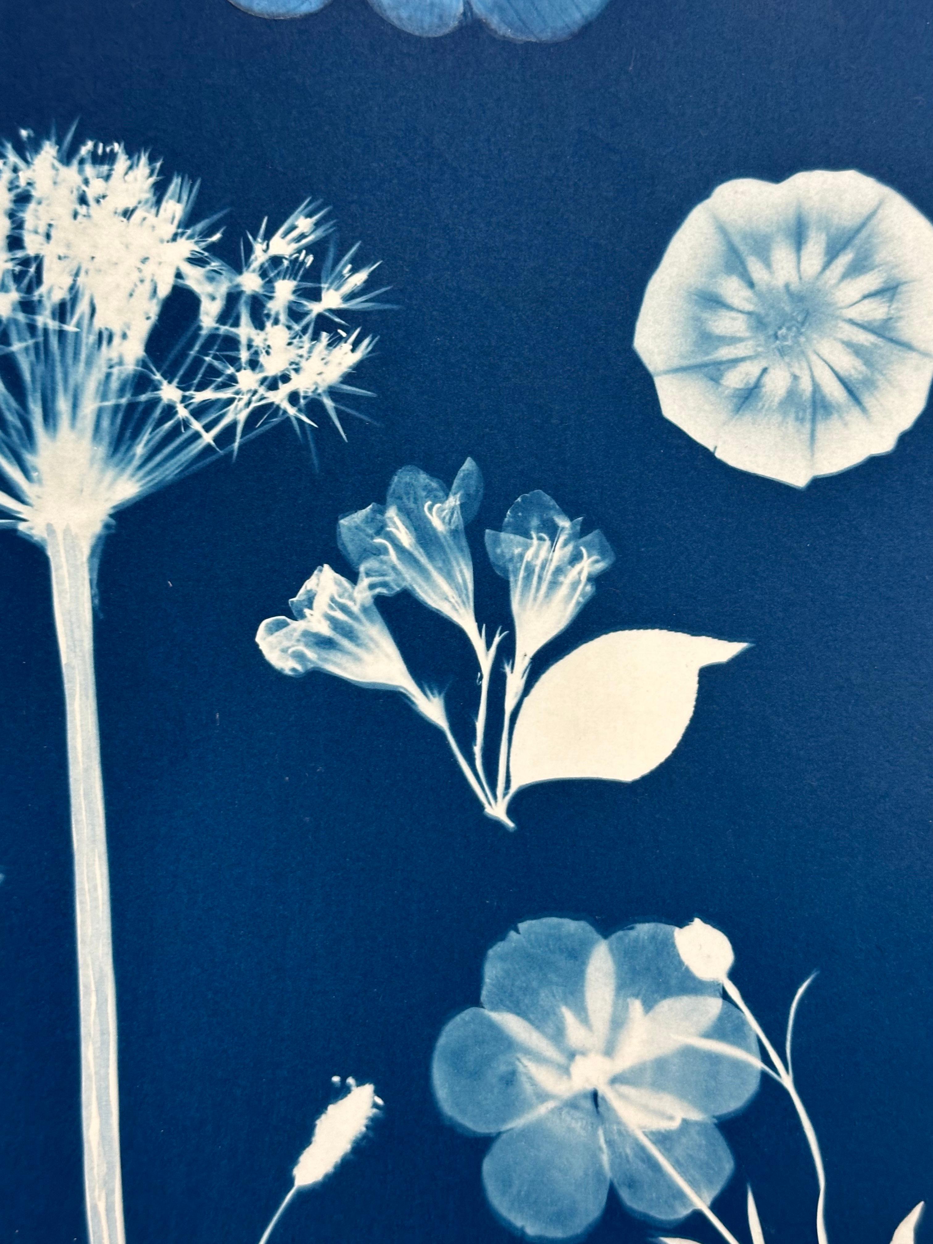 Erbario galleggiante - Pittura botanica in cianotipia Fiori blu indaco, 2022 3