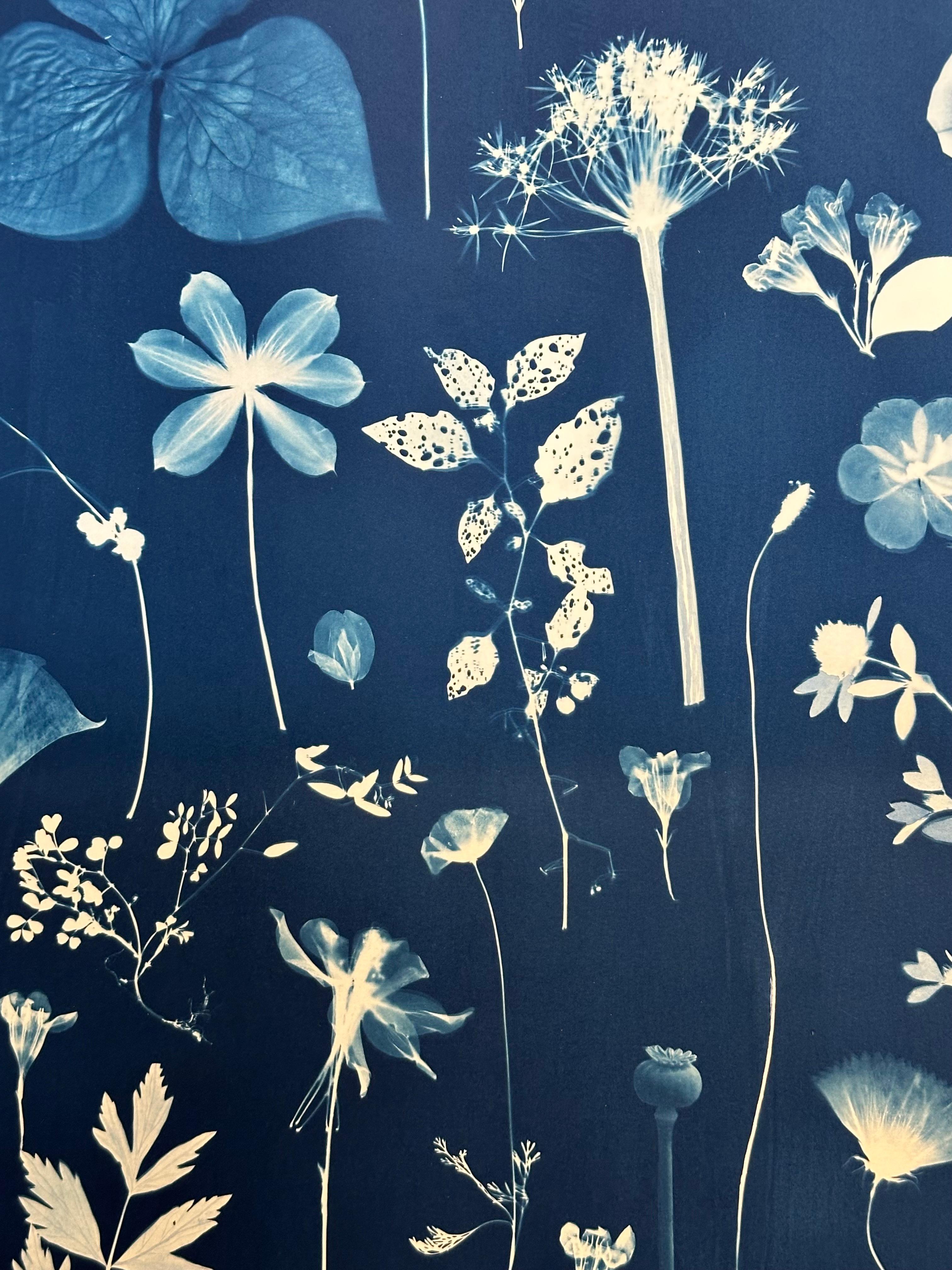 Erbario galleggiante - Pittura botanica in cianotipia Fiori blu indaco, 2022 1