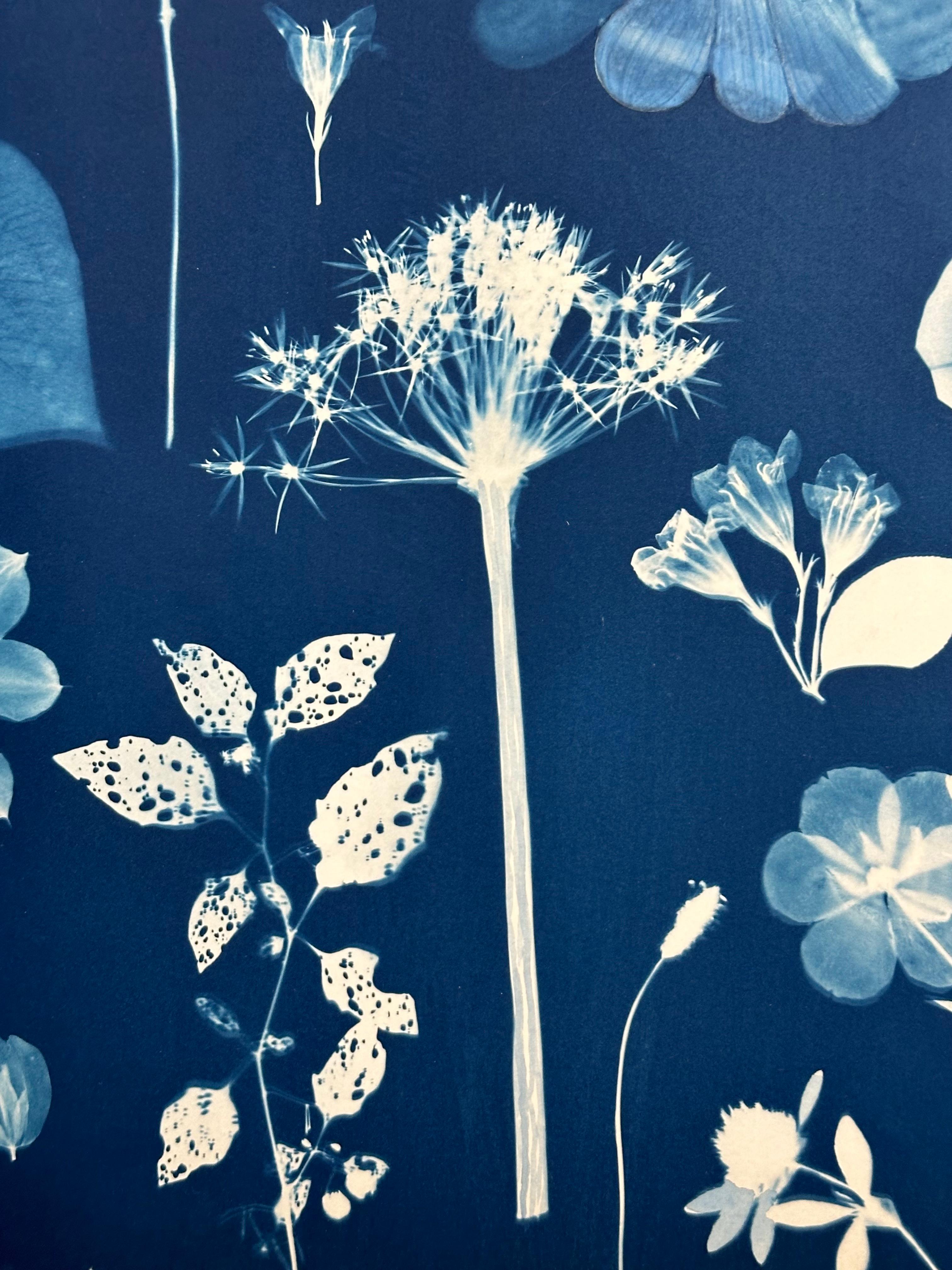 Erbario galleggiante - Pittura botanica in cianotipia Fiori blu indaco, 2022 2