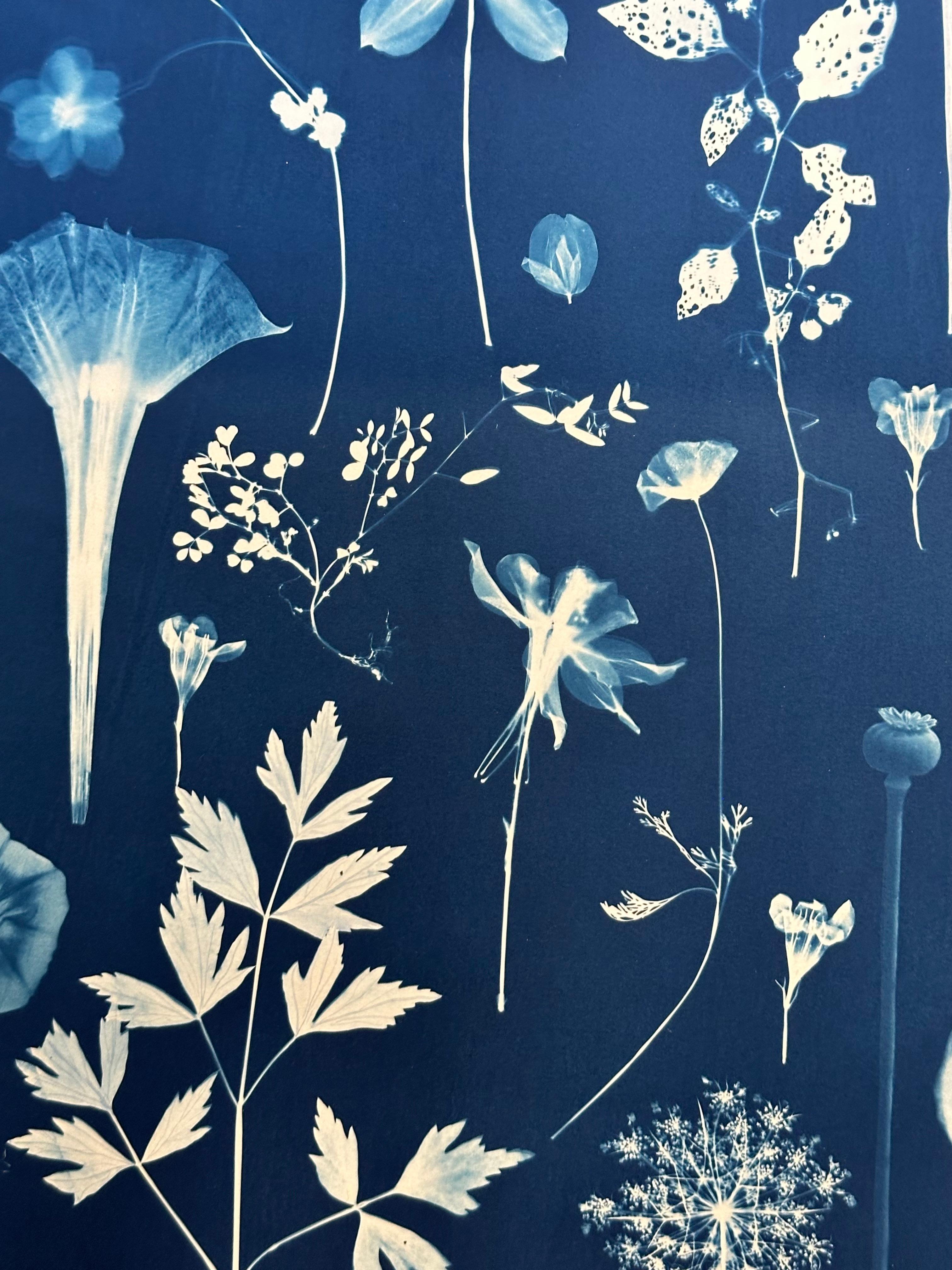 Erbario galleggiante - Pittura botanica in cianotipia Fiori blu indaco, 2022 5
