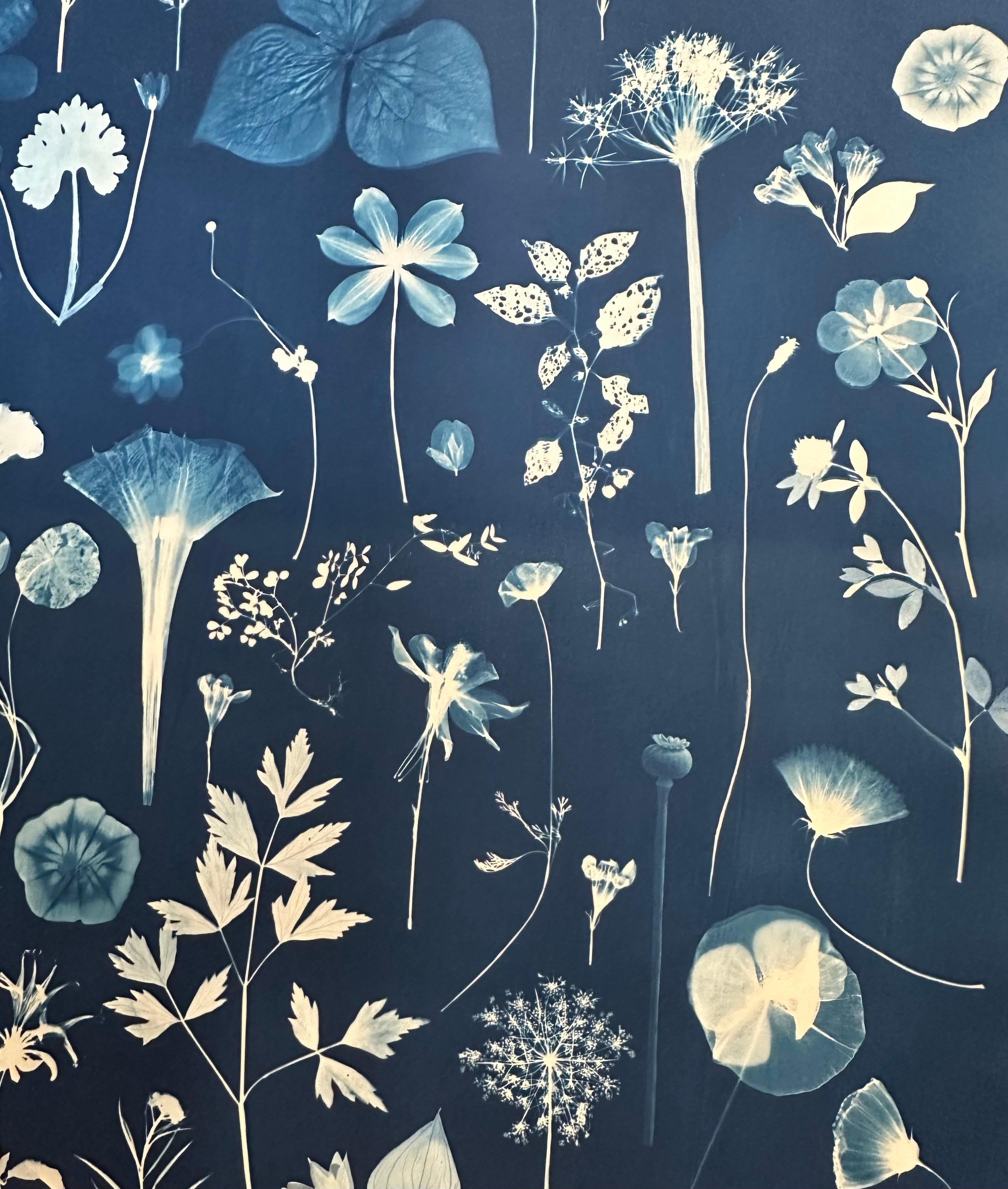 Erbario galleggiante - Pittura botanica in cianotipia Fiori blu indaco, 2022 7