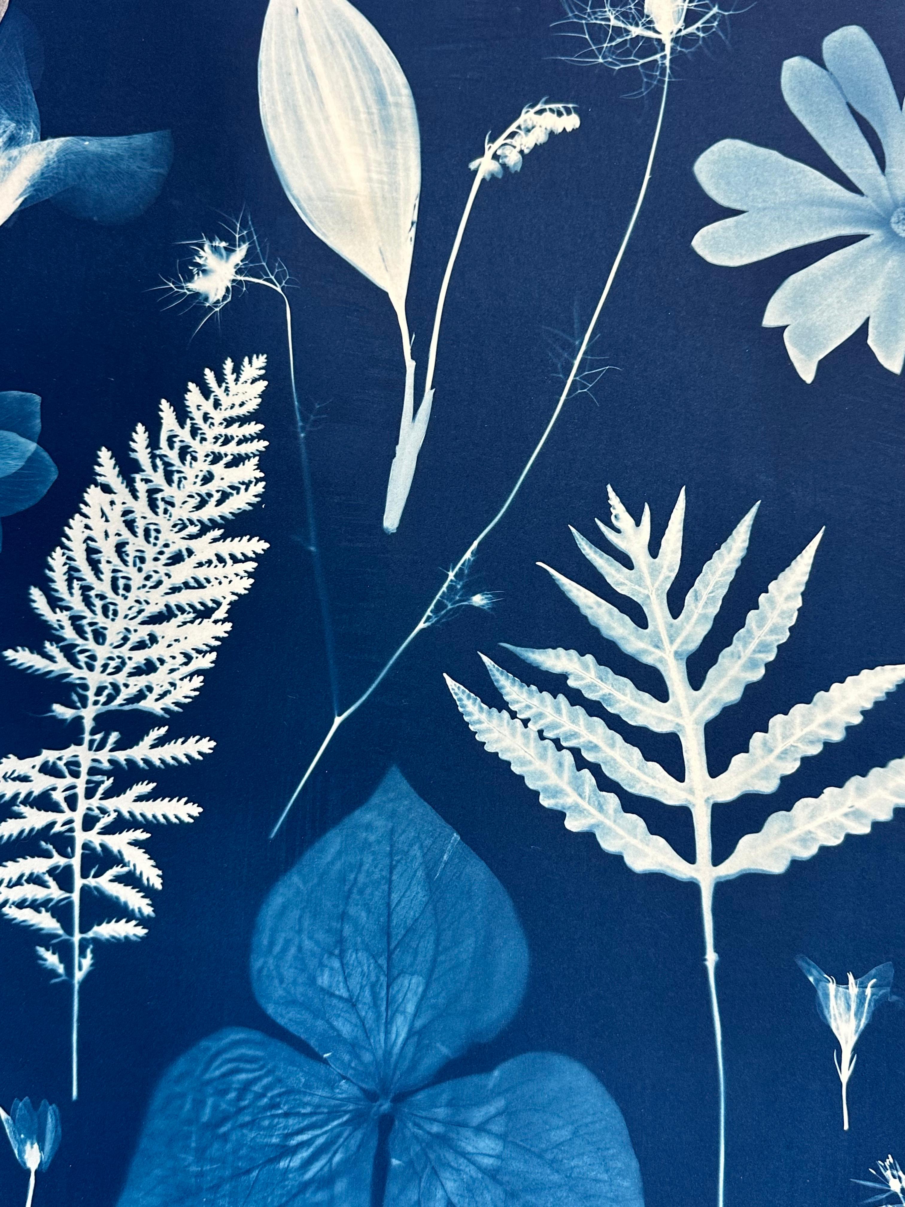 Erbario galleggiante - Pittura botanica in cianotipia Fiori blu indaco, 2022 8