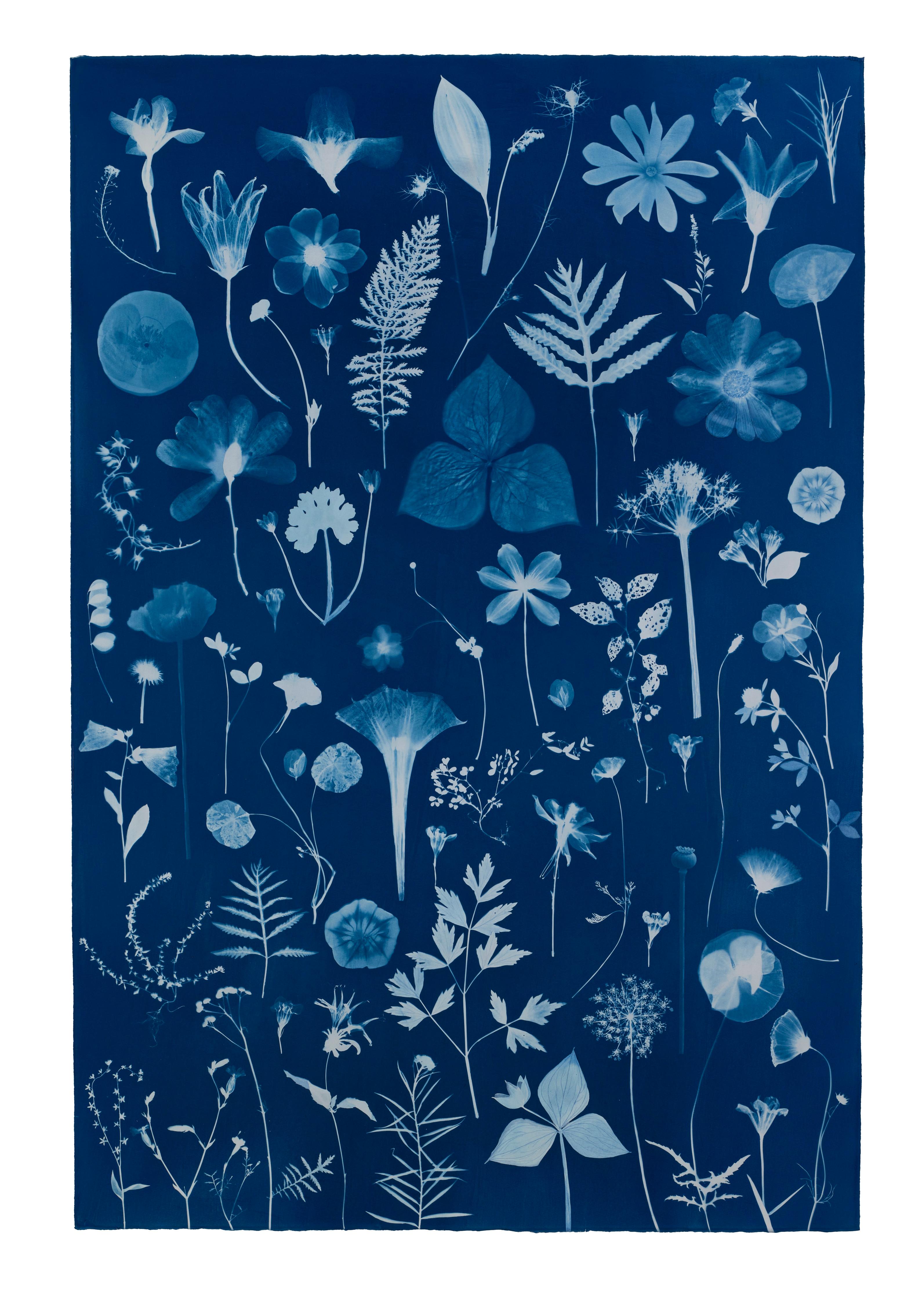 Erbario galleggiante - Pittura botanica in cianotipia Fiori blu indaco, 2022 - Art Contemporaneo di Julia Whitney Barnes