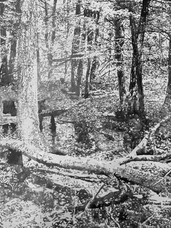 Encre Sumi noire Fallen Logs - Paysage forestier, 2024