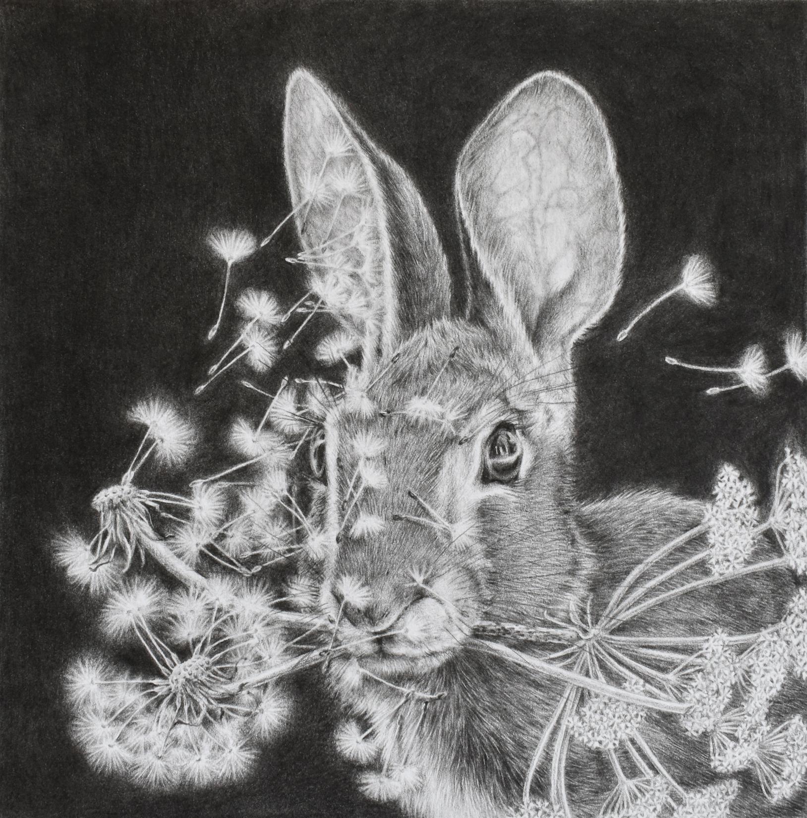Multiply and Divide - Dandelions Gray White Rabbit on Black Drawing, 2023