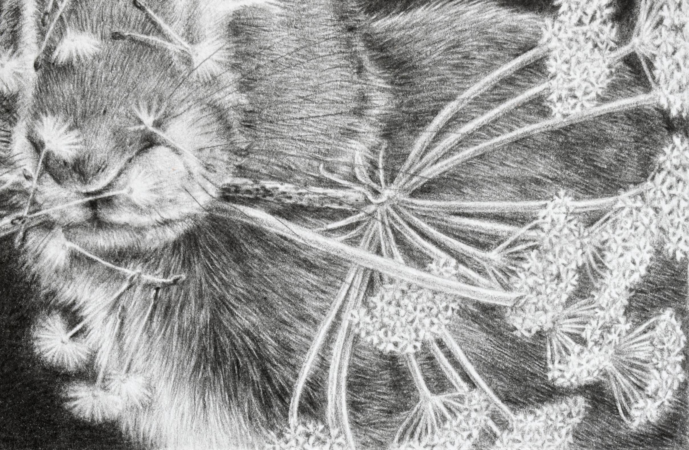 Moltiplica e dividi - Dandelions Gray White Rabbit su disegno nero, 2023 in vendita 3