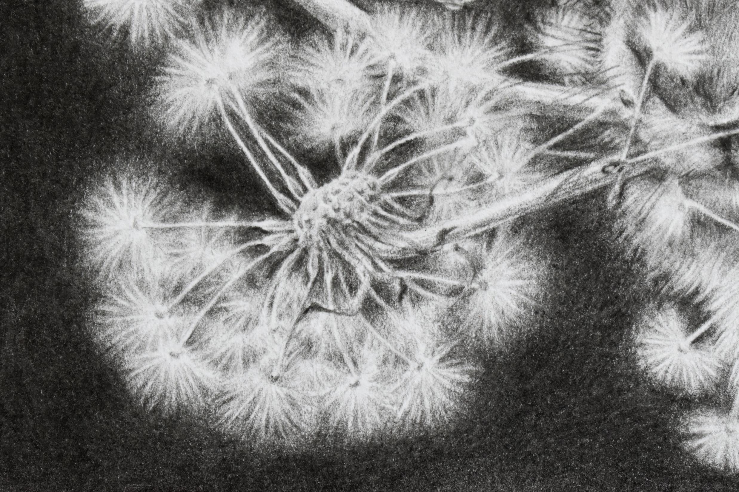 Moltiplica e dividi - Dandelions Gray White Rabbit su disegno nero, 2023 in vendita 4