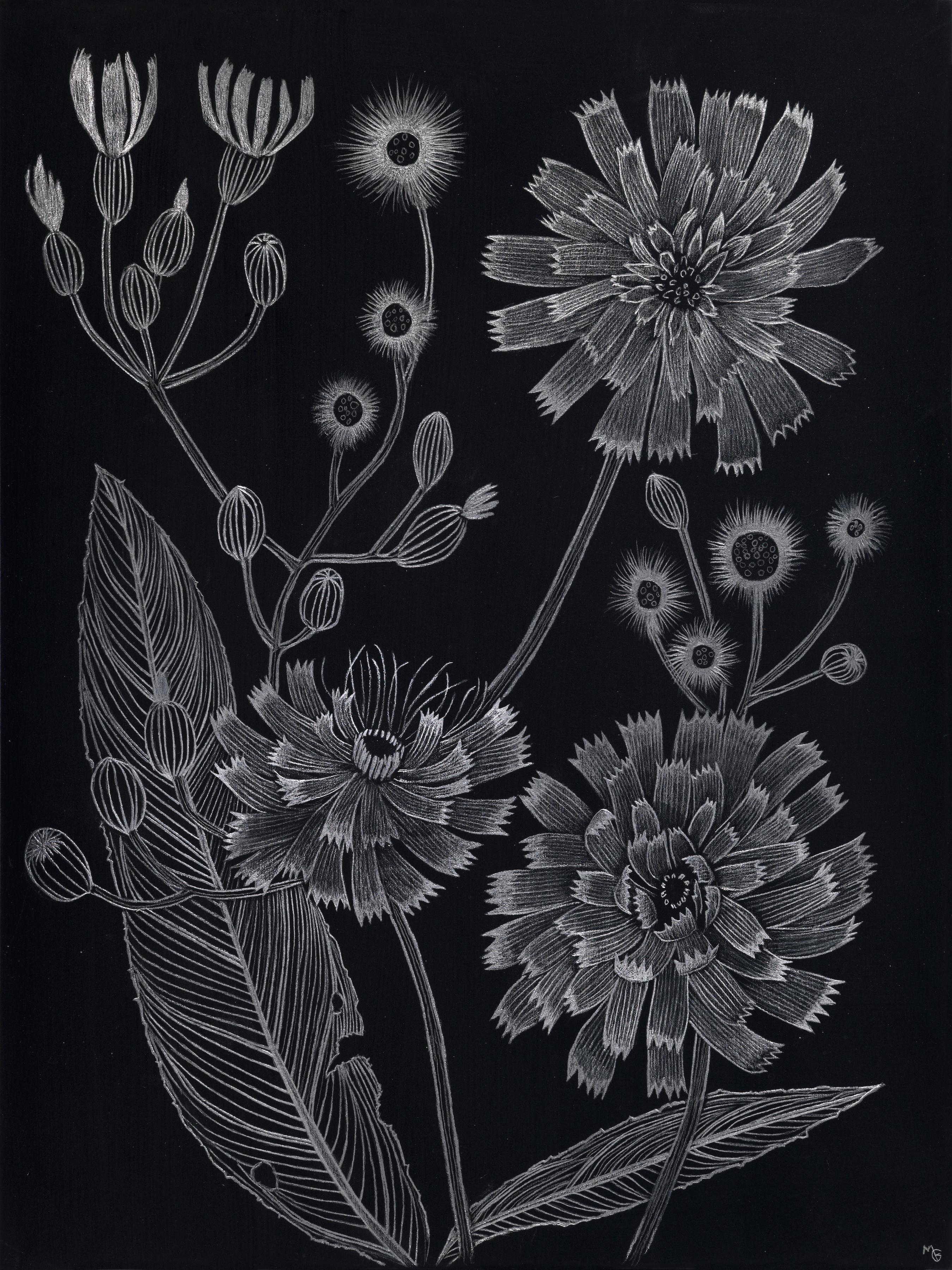 Hawkweed – botanische Pflanzgefäßzeichnung auf schwarzem Papier in Metallic-Silber, 2022