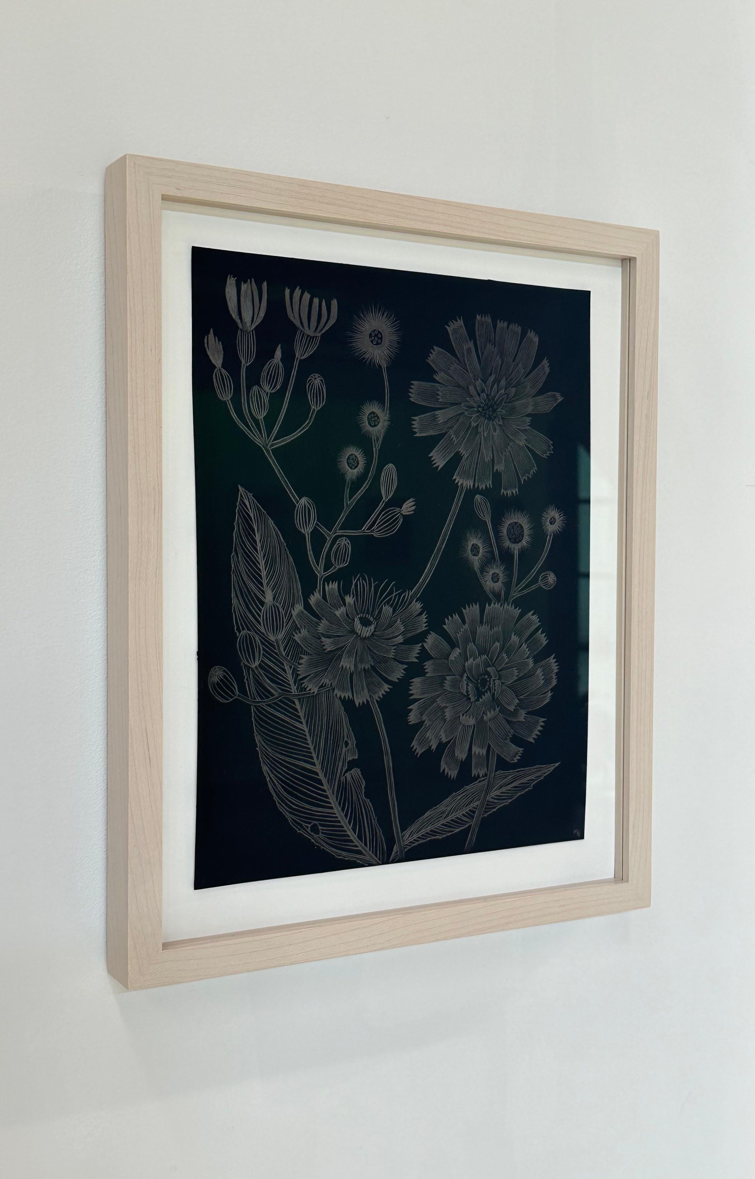 Hawkweed - Disegno di pianta botanica in argento metallizzato su carta nera, 2022 - Art di Margot Glass