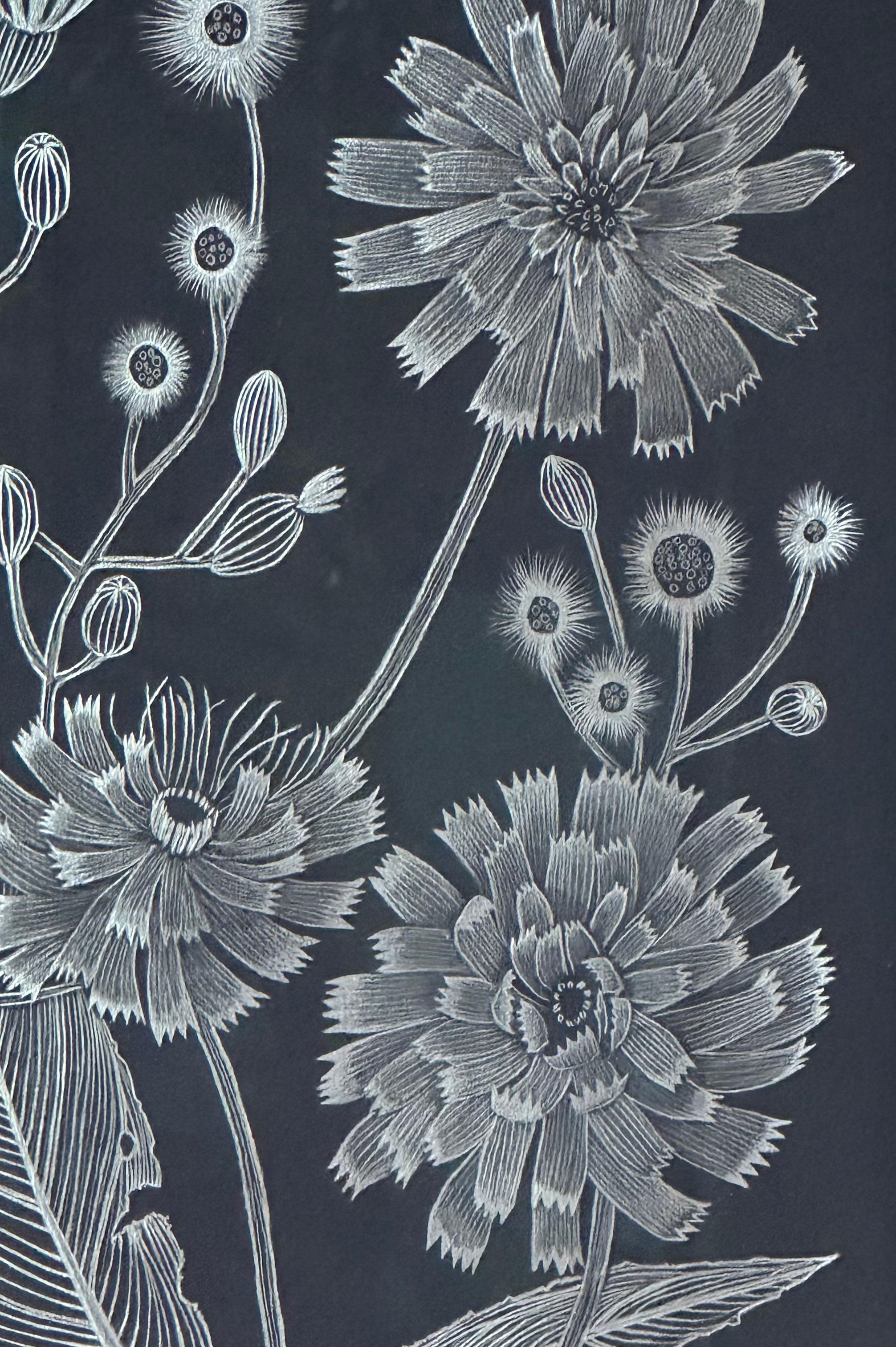 Hawkweed - Disegno di pianta botanica in argento metallizzato su carta nera, 2022 - Art Contemporaneo di Margot Glass
