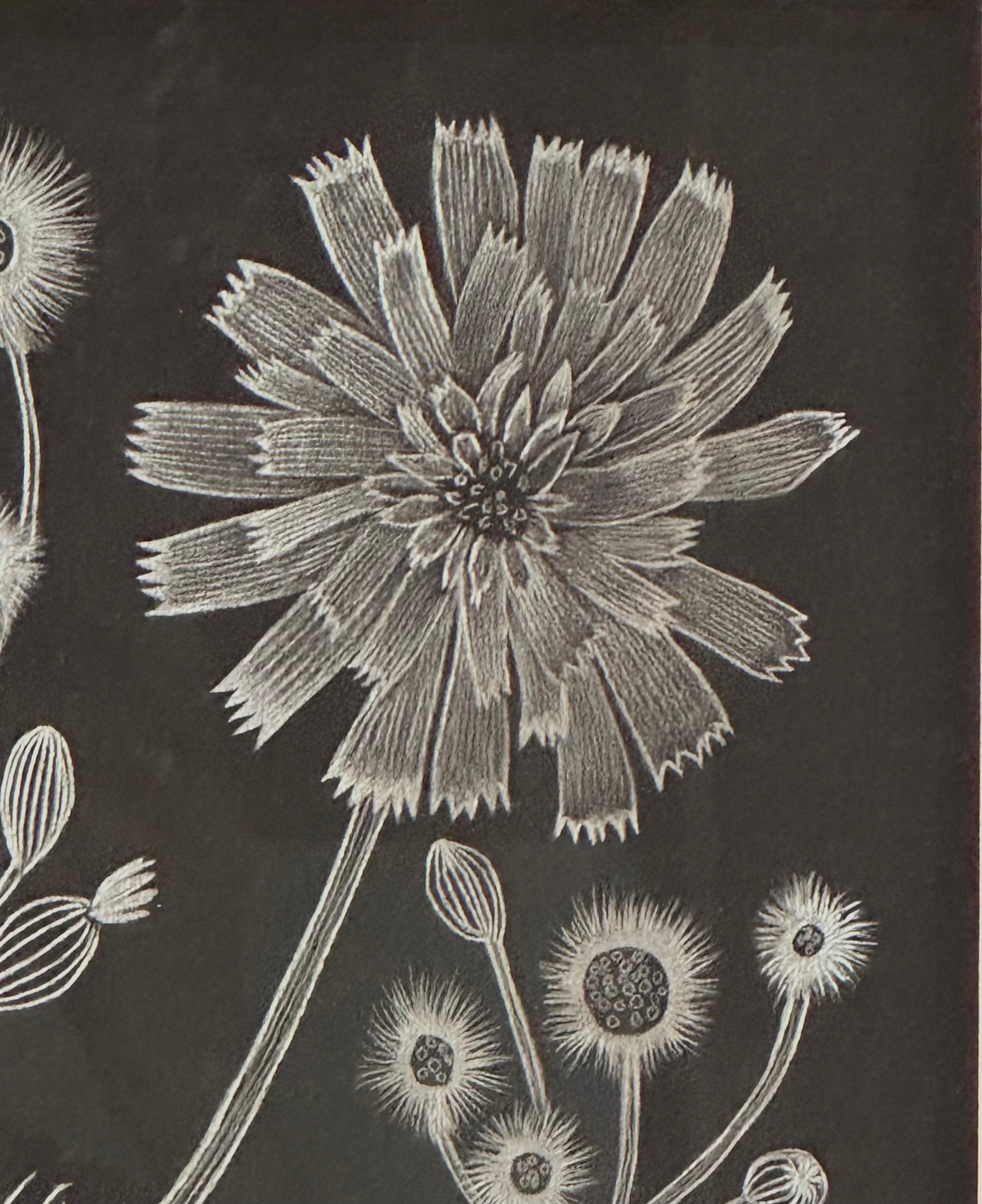 Questo delicato disegno botanico contemporaneo è stato realizzato con grafite su carta nera dipinta. L'esplorazione dell'effimero e la fragilità di un dente di leone andato a seme, delle sue foglie e dei suoi germogli sono al centro di questa serie