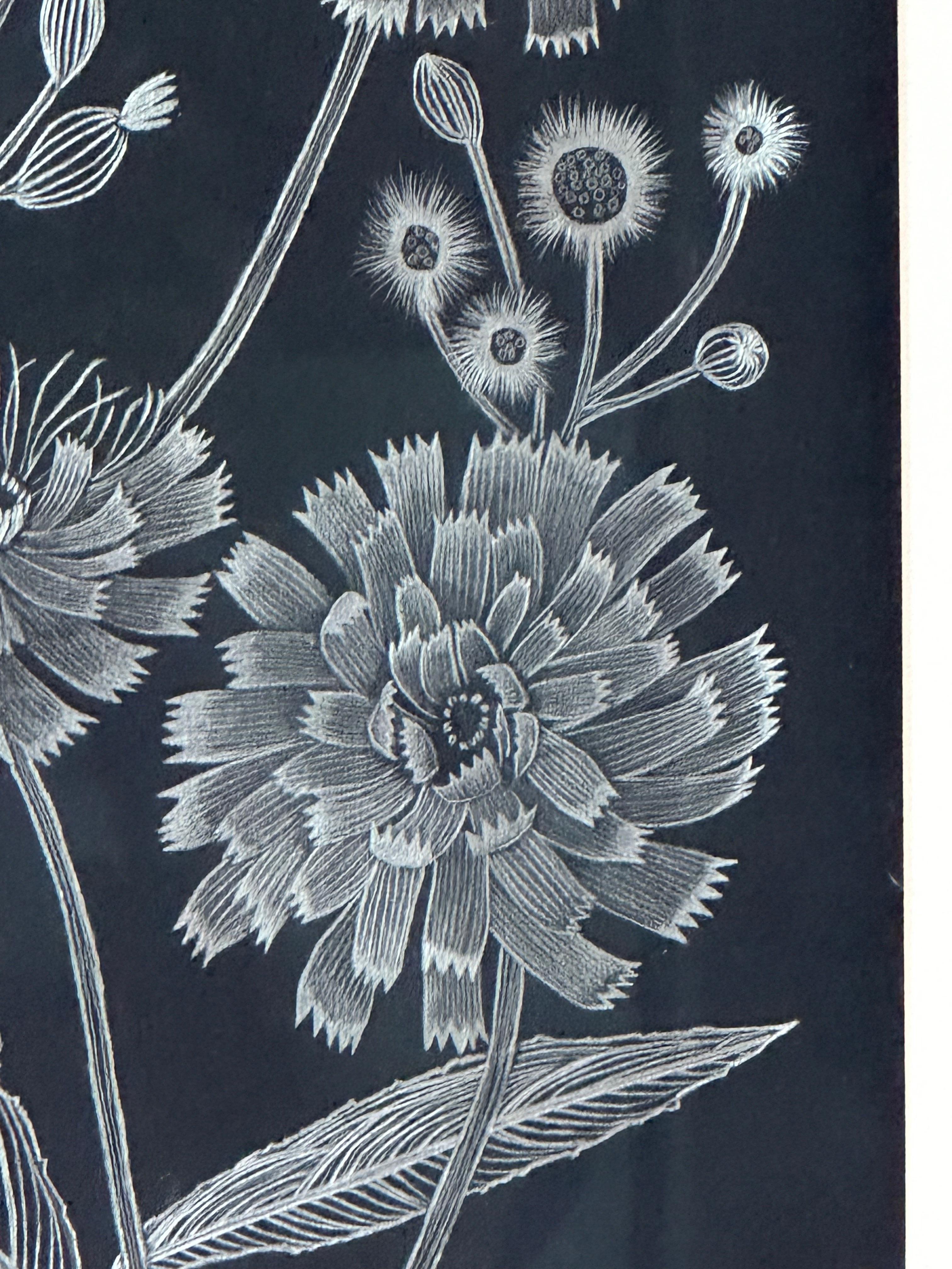 Hawkweed - Disegno di pianta botanica in argento metallizzato su carta nera, 2022 in vendita 1