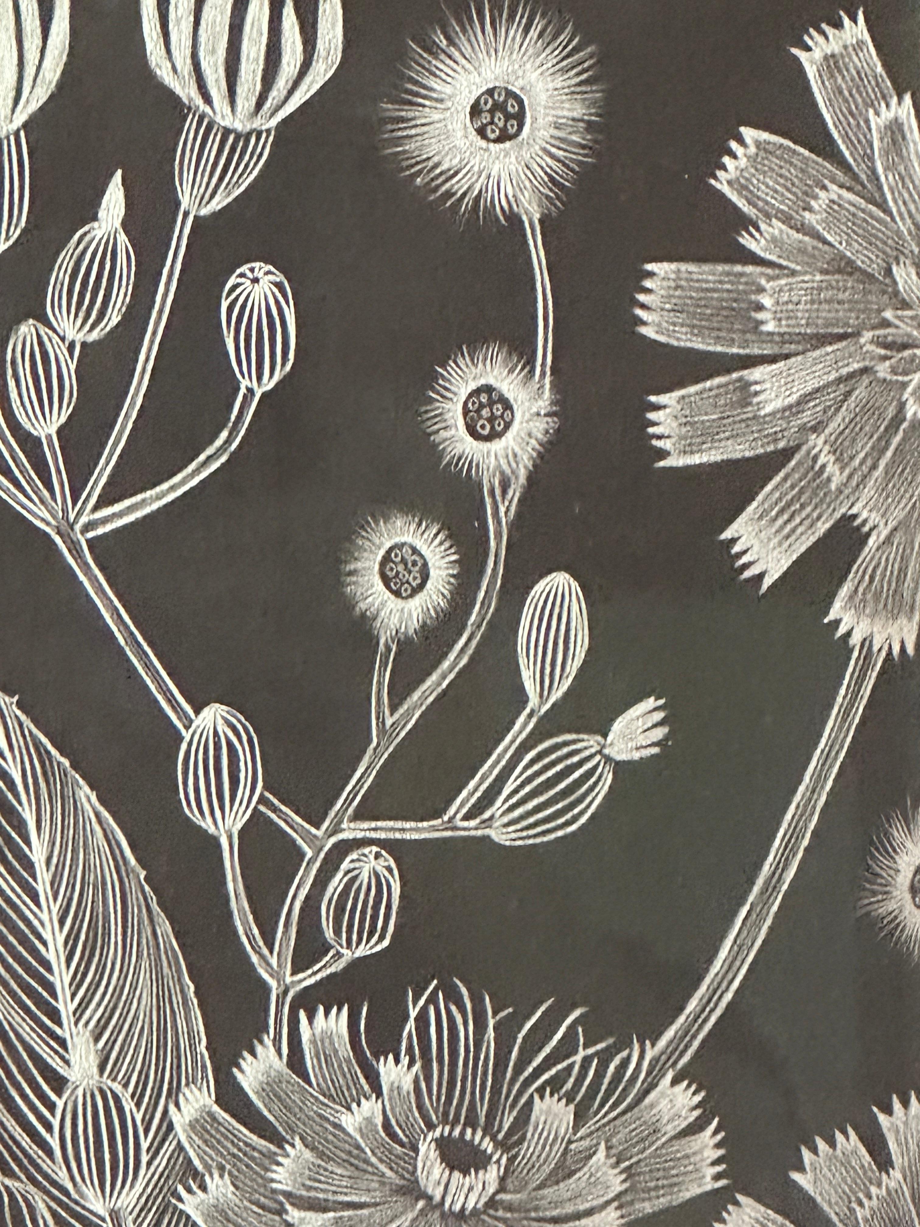 Hawkweed - Disegno di pianta botanica in argento metallizzato su carta nera, 2022 in vendita 3
