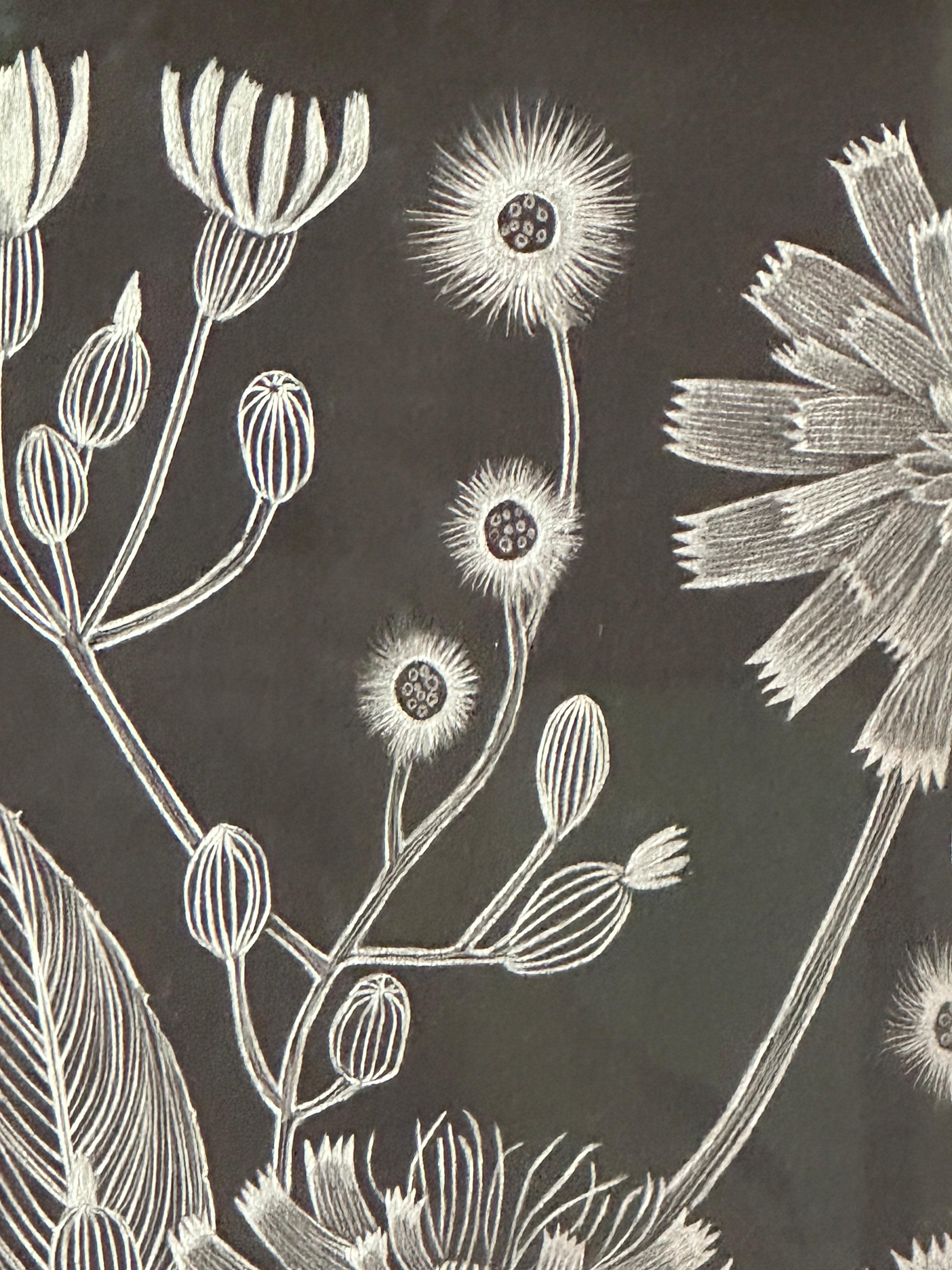 Hawkweed - Disegno di pianta botanica in argento metallizzato su carta nera, 2022 in vendita 4