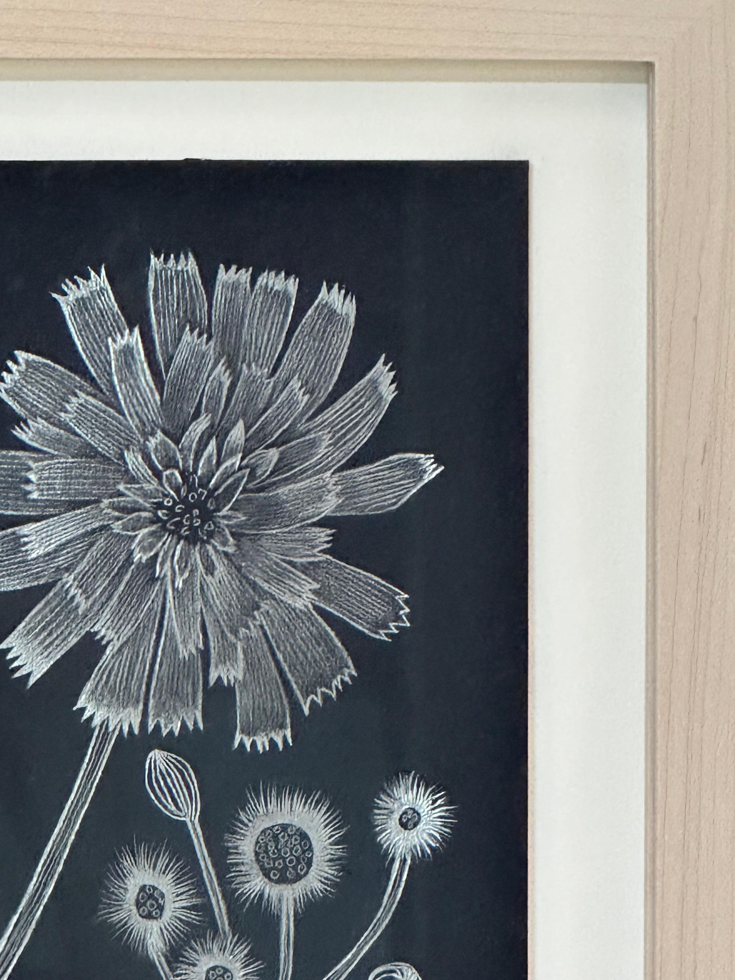 Hawkweed - Disegno di pianta botanica in argento metallizzato su carta nera, 2022 in vendita 7