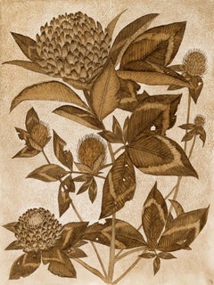 Red Clover - Botanical Wildflower Plant Leaves Flowers Brown Walnut Ink, 2024
