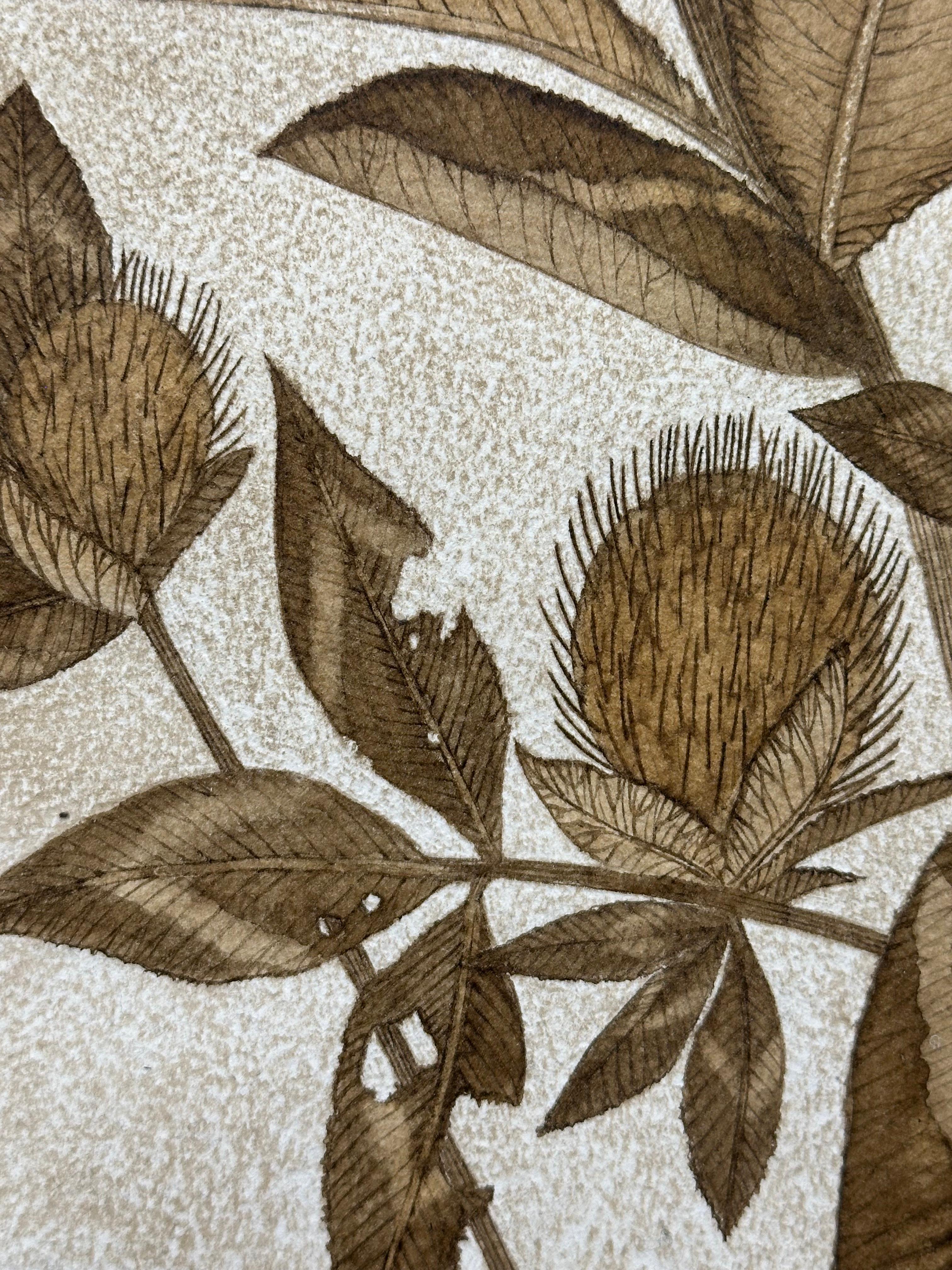 Trifoglio rosso - Pianta botanica di fiori selvatici Foglie di fiori Inchiostro marrone noce, 2024 2