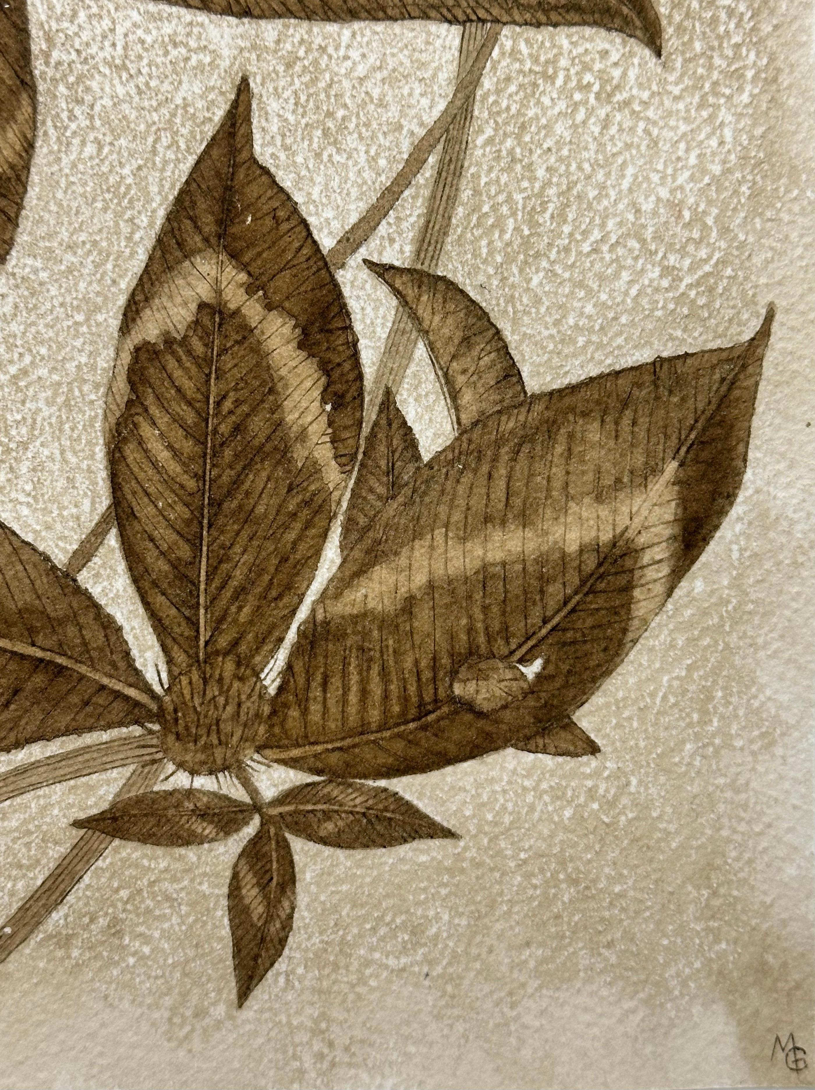 Trifoglio rosso - Pianta botanica di fiori selvatici Foglie di fiori Inchiostro marrone noce, 2024 6