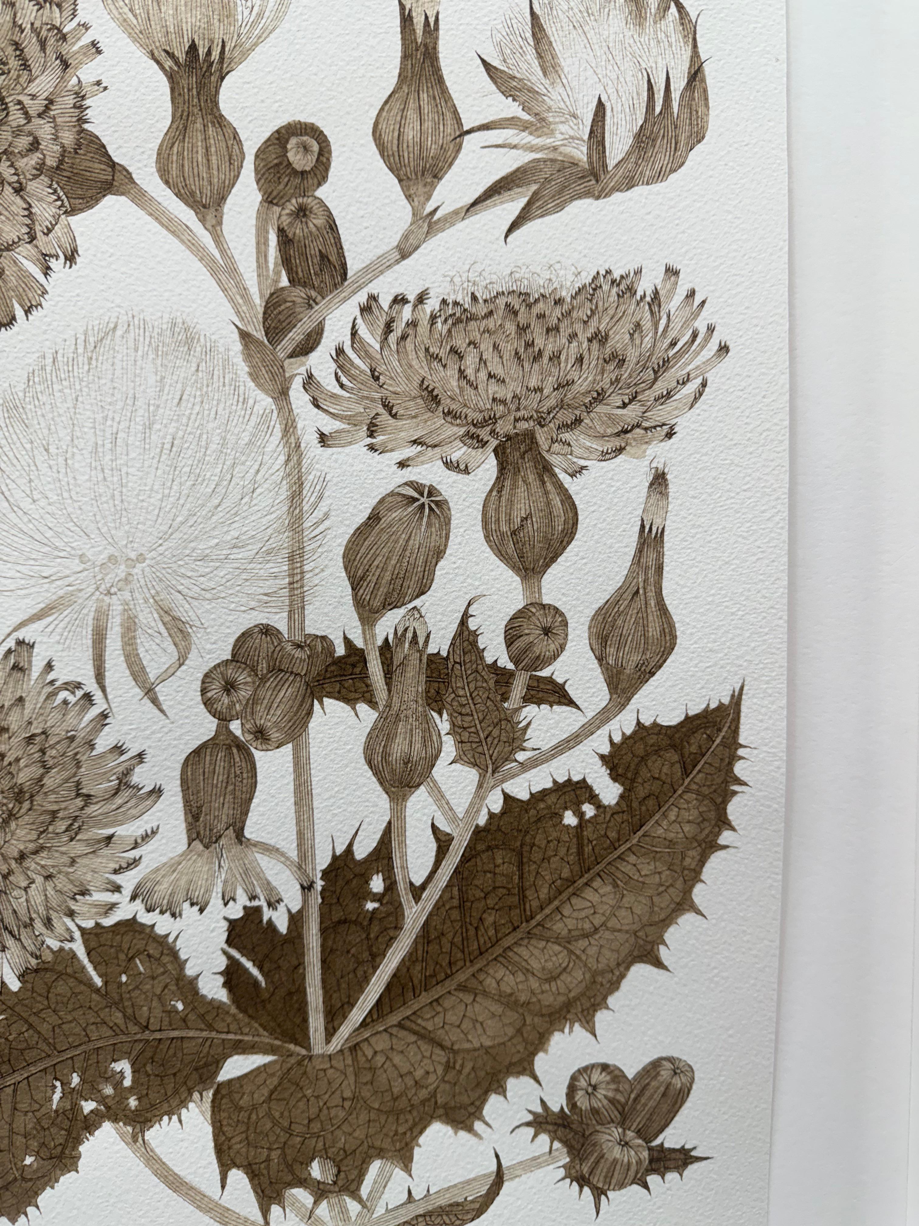 Ce délicat dessin botanique contemporain est réalisé à l'encre de noix à la main sur papier épais Arches 100 % coton. L'exploration de l'éphémère et la fragilité d'un laiteron sauvage, de ses feuilles, de ses fleurs et de ses bourgeons sont au