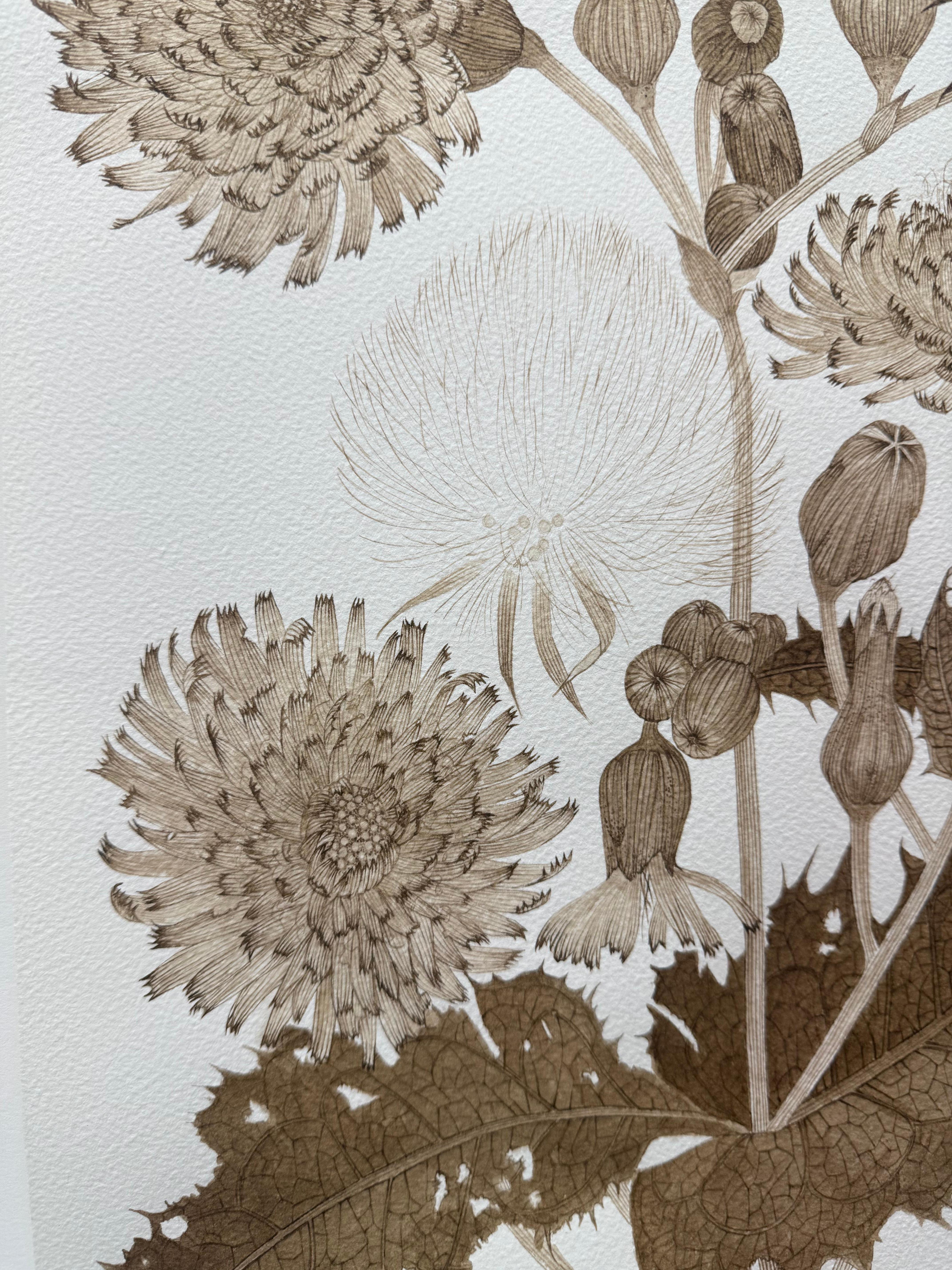 Sow Thistle One - Fleurs botaniques de plantes sauvages Encre brun-noir, 2025 en vente 2