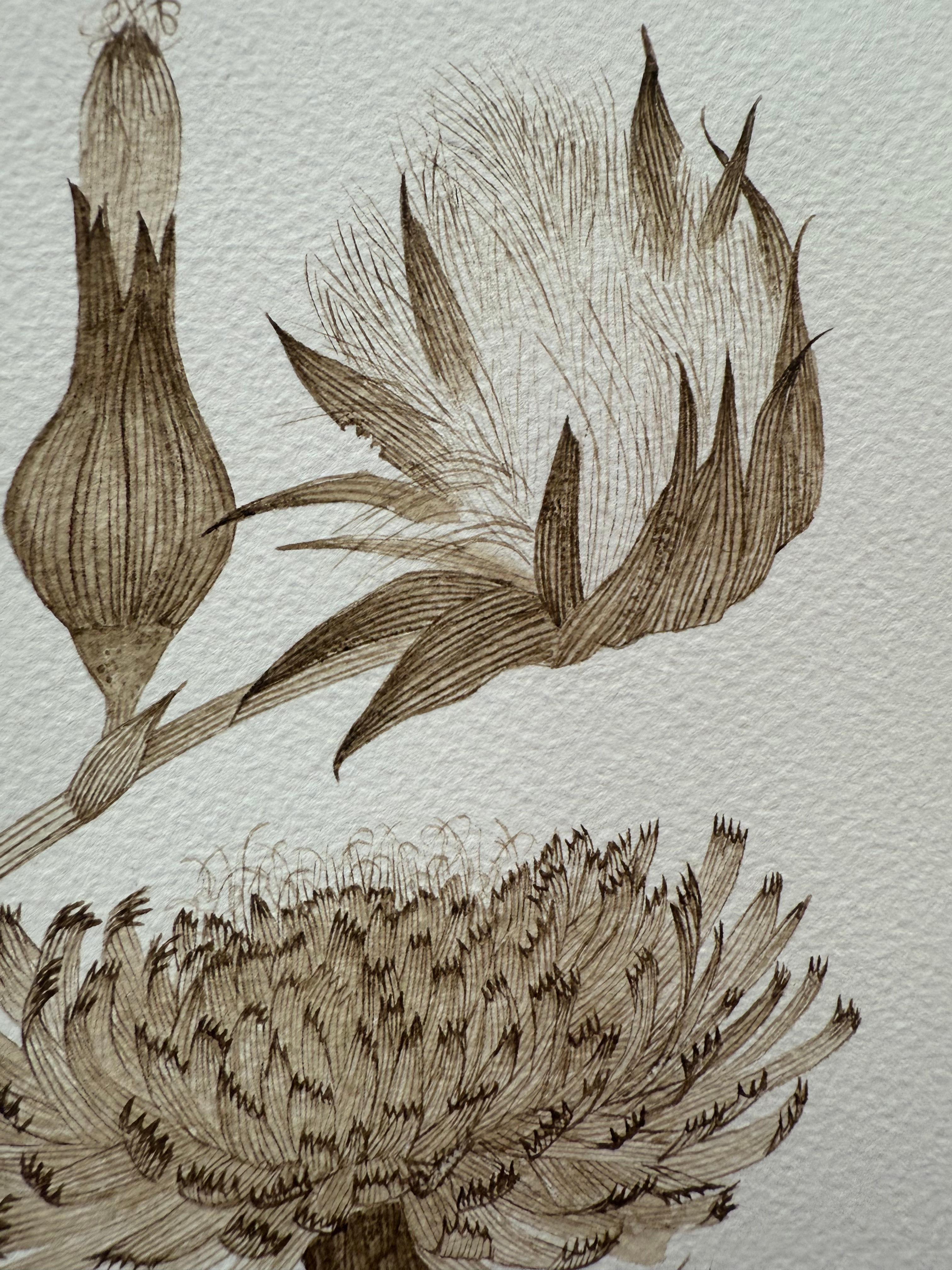 Sow Thistle One - Fleurs botaniques de plantes sauvages Encre brun-noir, 2025 en vente 5