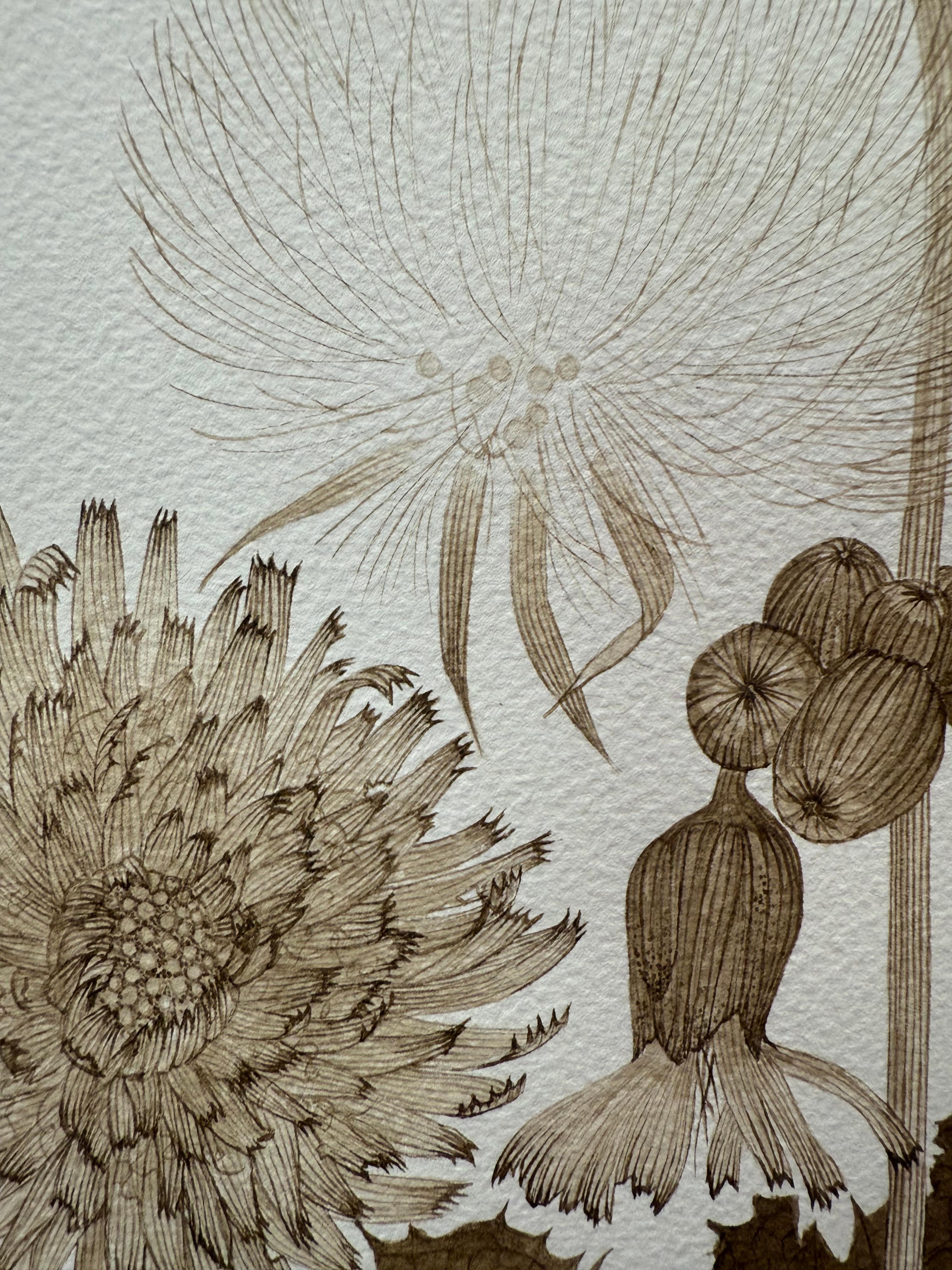 Sow Thistle One - Fleurs botaniques de plantes sauvages Encre brun-noir, 2025 en vente 6
