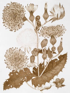 Sow Thistle One - Fleurs botaniques de plantes sauvages Encre brun-noir, 2025
