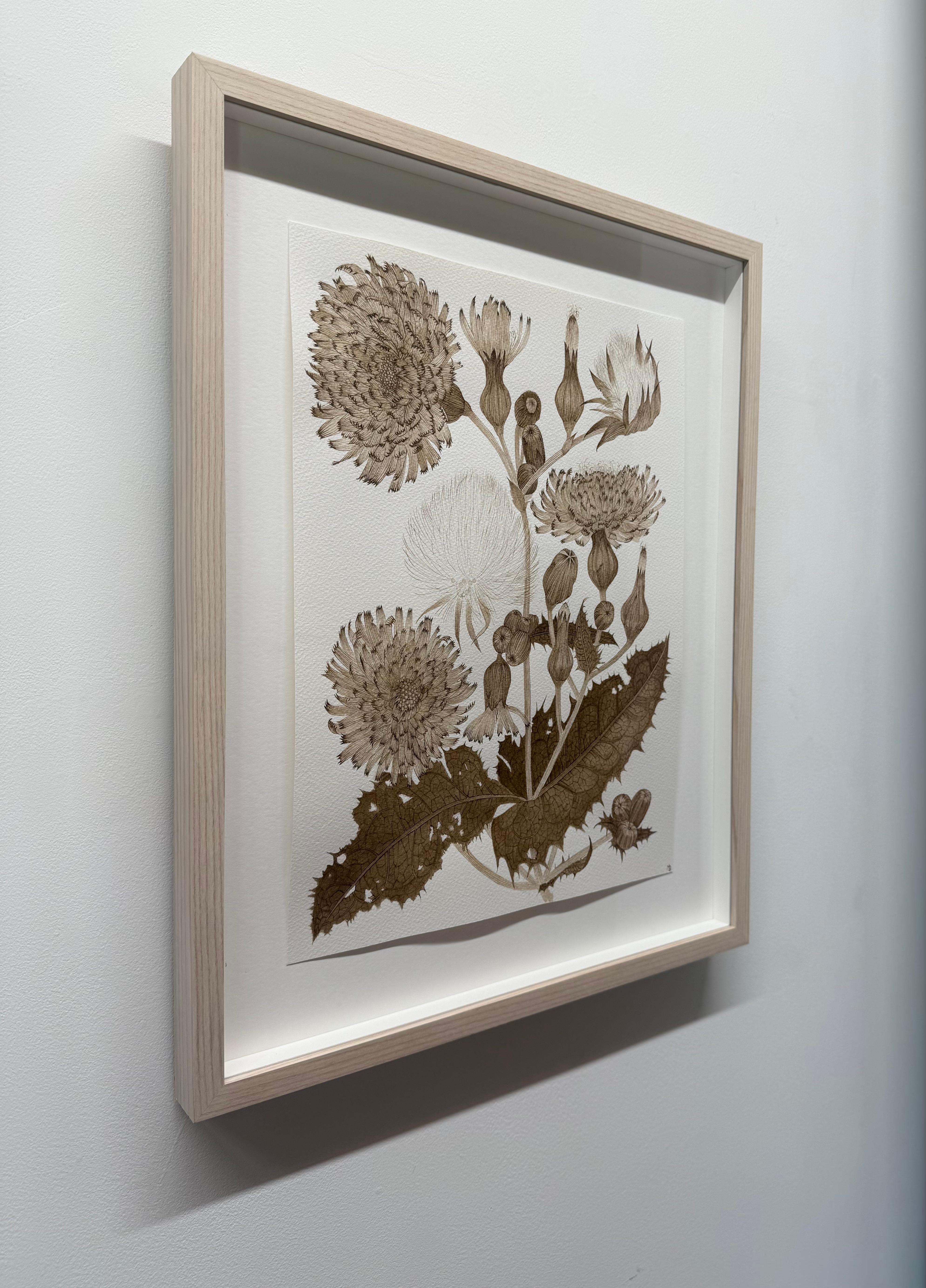 Sow Thistle One - Fleurs botaniques de plantes sauvages Encre brun-noir, 2025 en vente 9