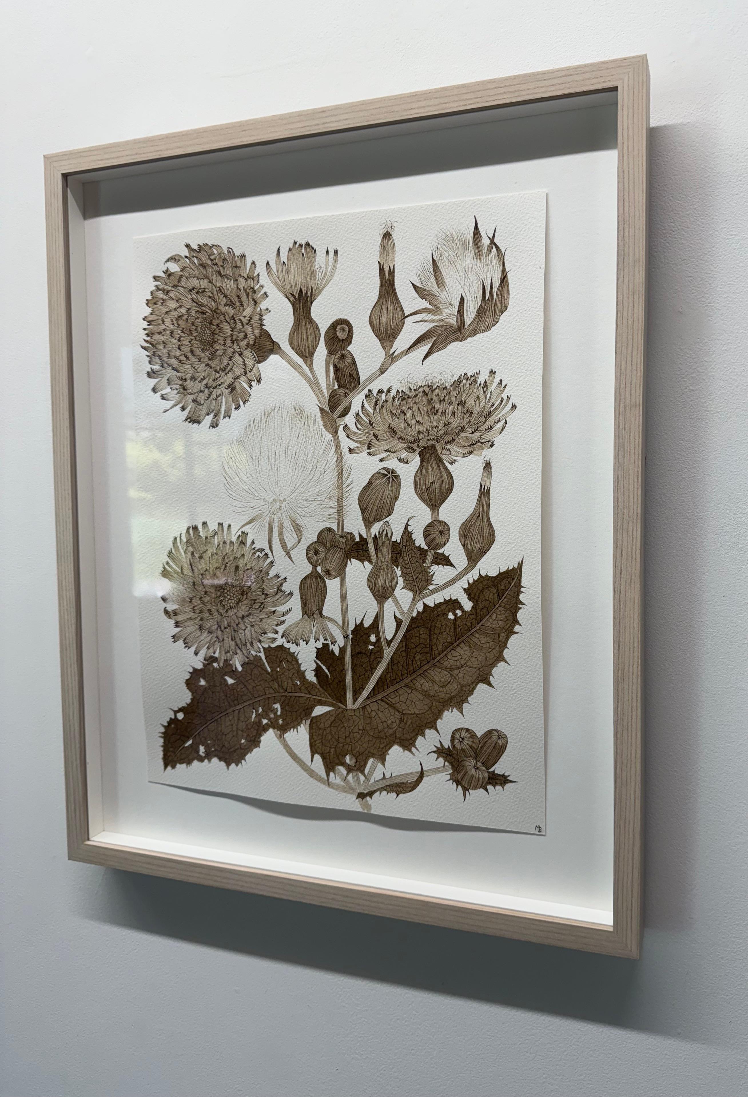 Sow Thistle One - Fleurs botaniques de plantes sauvages Encre brun-noir, 2025 - Contemporain Art par Margot Glass