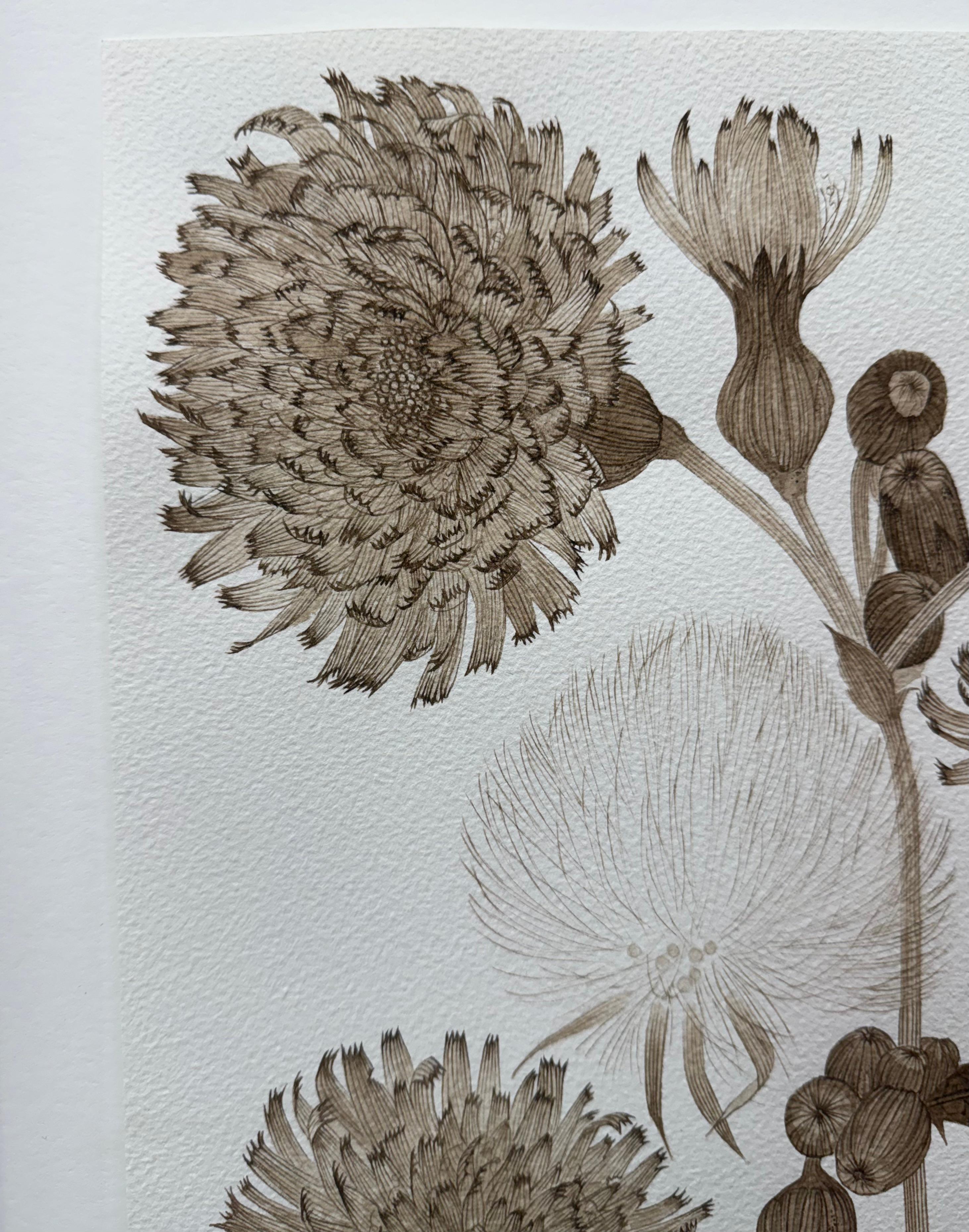 Sow Thistle One - Fleurs botaniques de plantes sauvages Encre brun-noir, 2025 en vente 3
