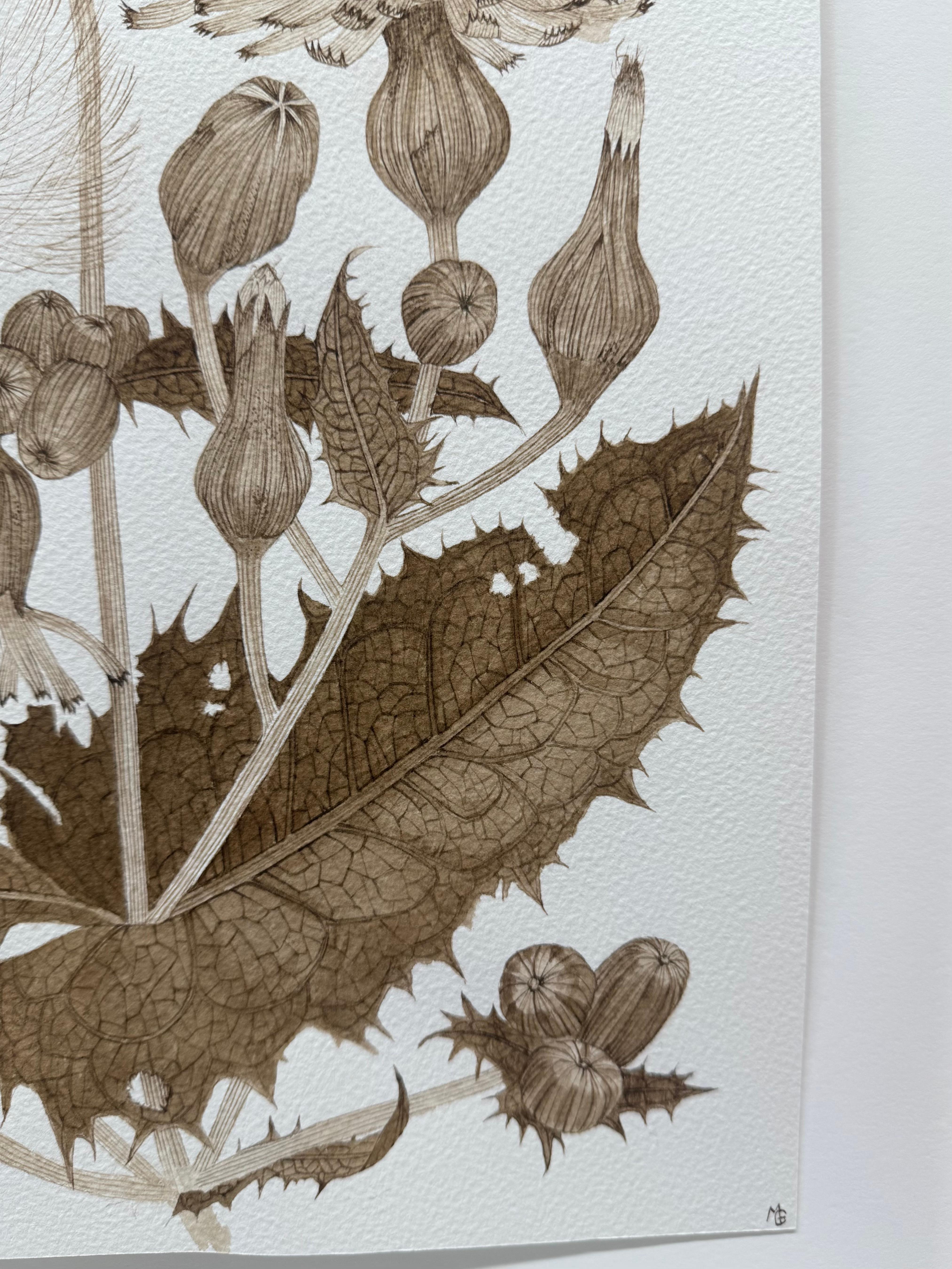 Sow Thistle One - Fleurs botaniques de plantes sauvages Encre brun-noir, 2025 en vente 1
