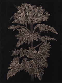 Moutarde à l'ail - Peinture botanique Plante dorée Feuilles noires Tige Bourgeon, 2025