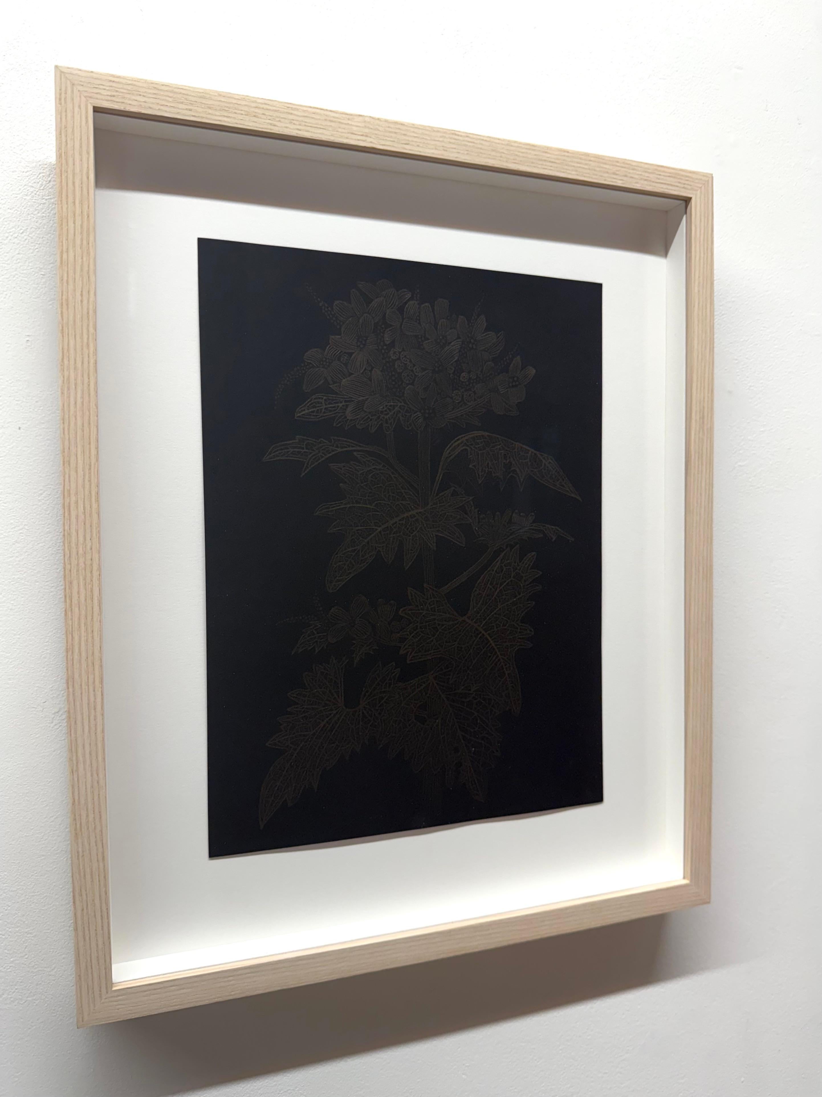 Moutarde à l'ail - Peinture botanique Plante dorée Feuilles noires Tige Bourgeon, 2025 - Contemporain Art par Margot Glass