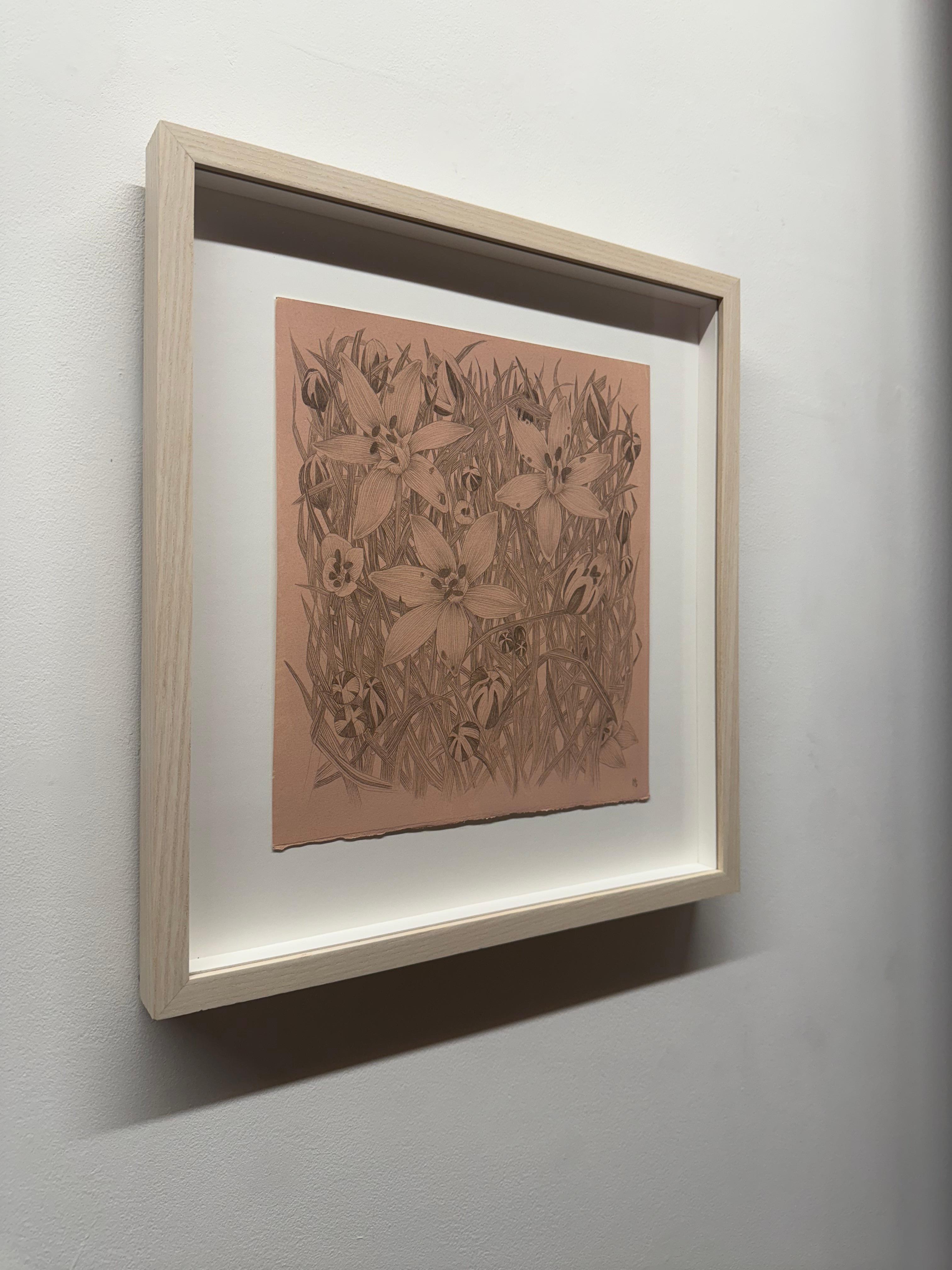 Star of Bethlehem - Botanical Wildflower Plant Flowers Silverpoint Peach, 2025 For Sale 1