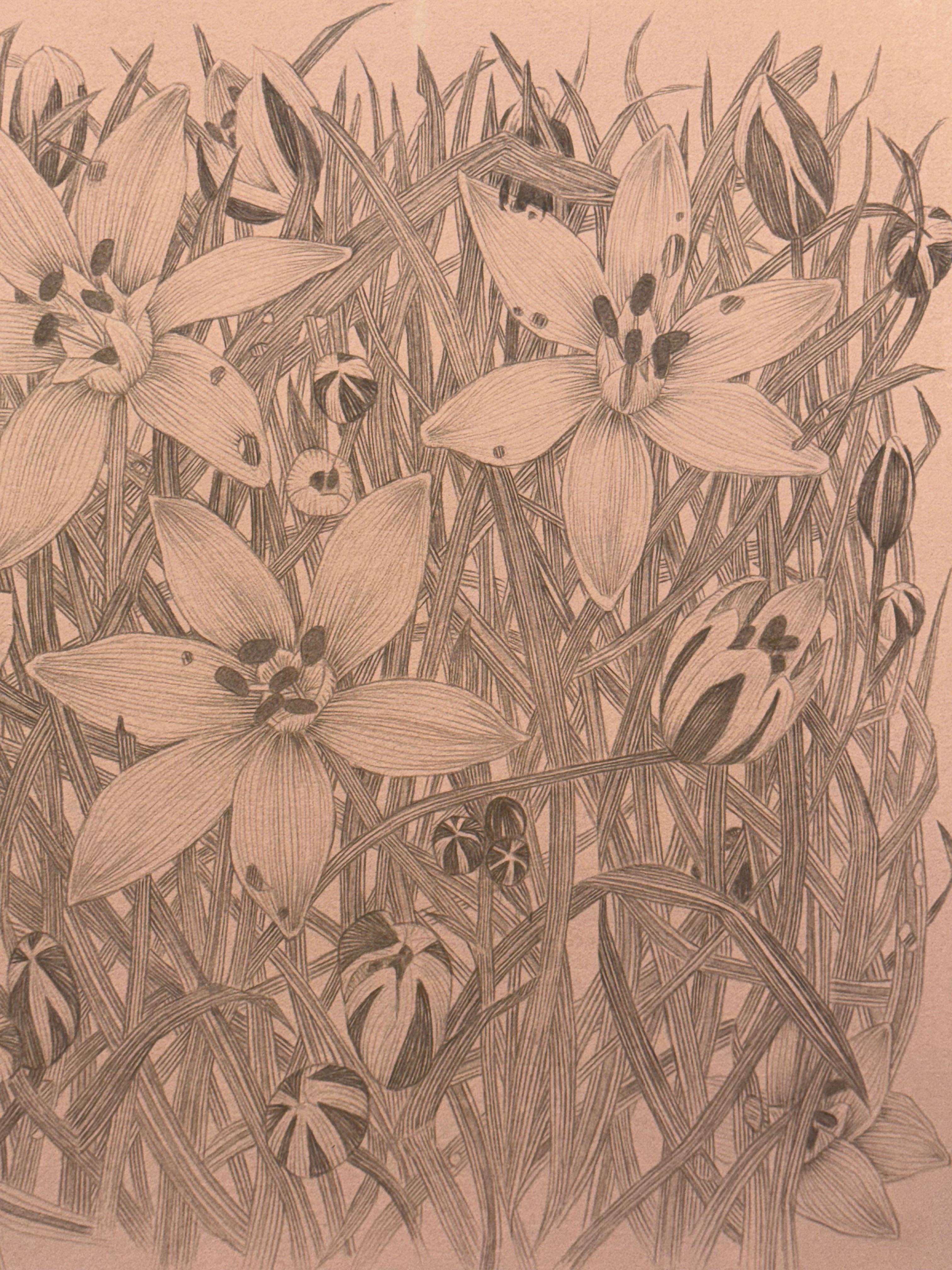 Star of Bethlehem - Botanical Wildflower Plant Flowers Silverpoint Peach, 2025 For Sale 3