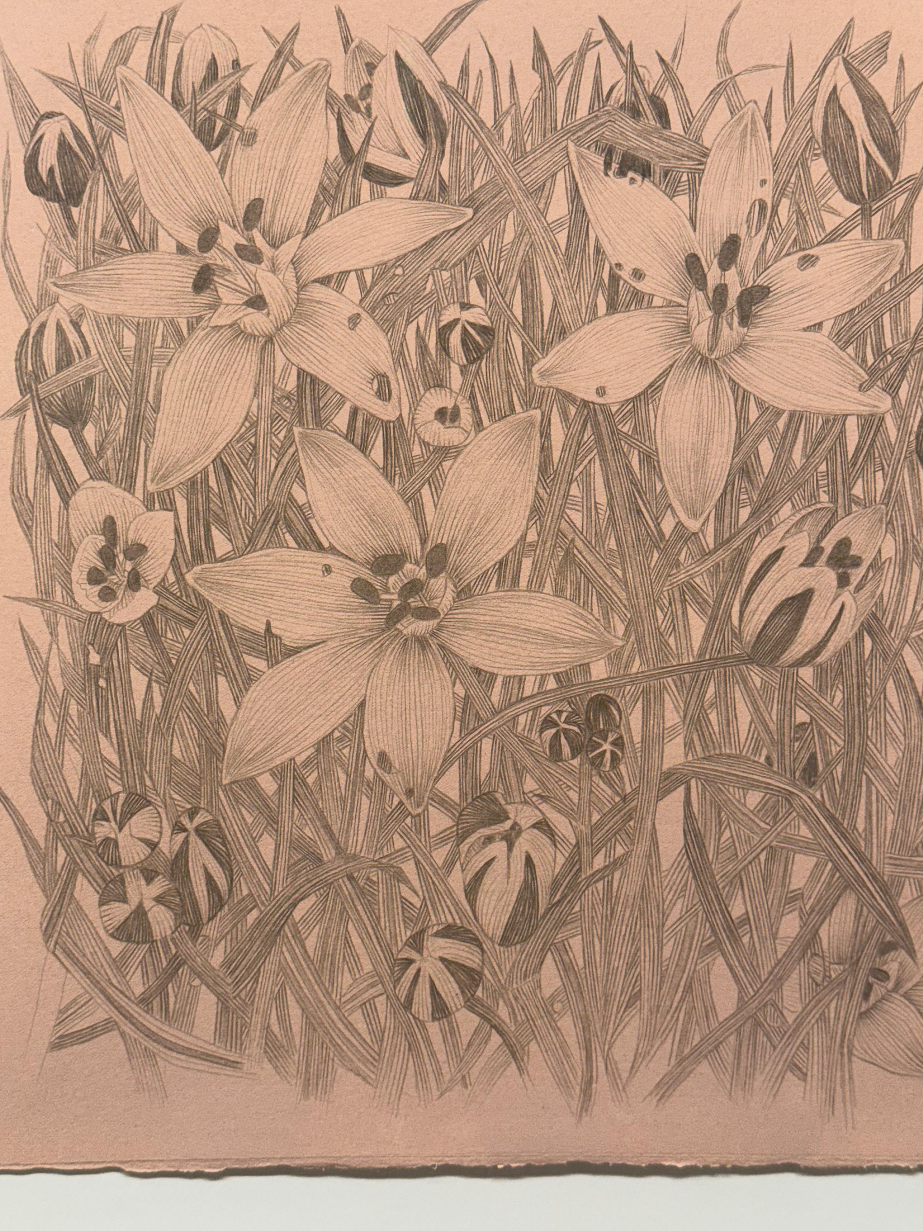 Star of Bethlehem - Botanical Wildflower Plant Flowers Silverpoint Peach, 2025 For Sale 5