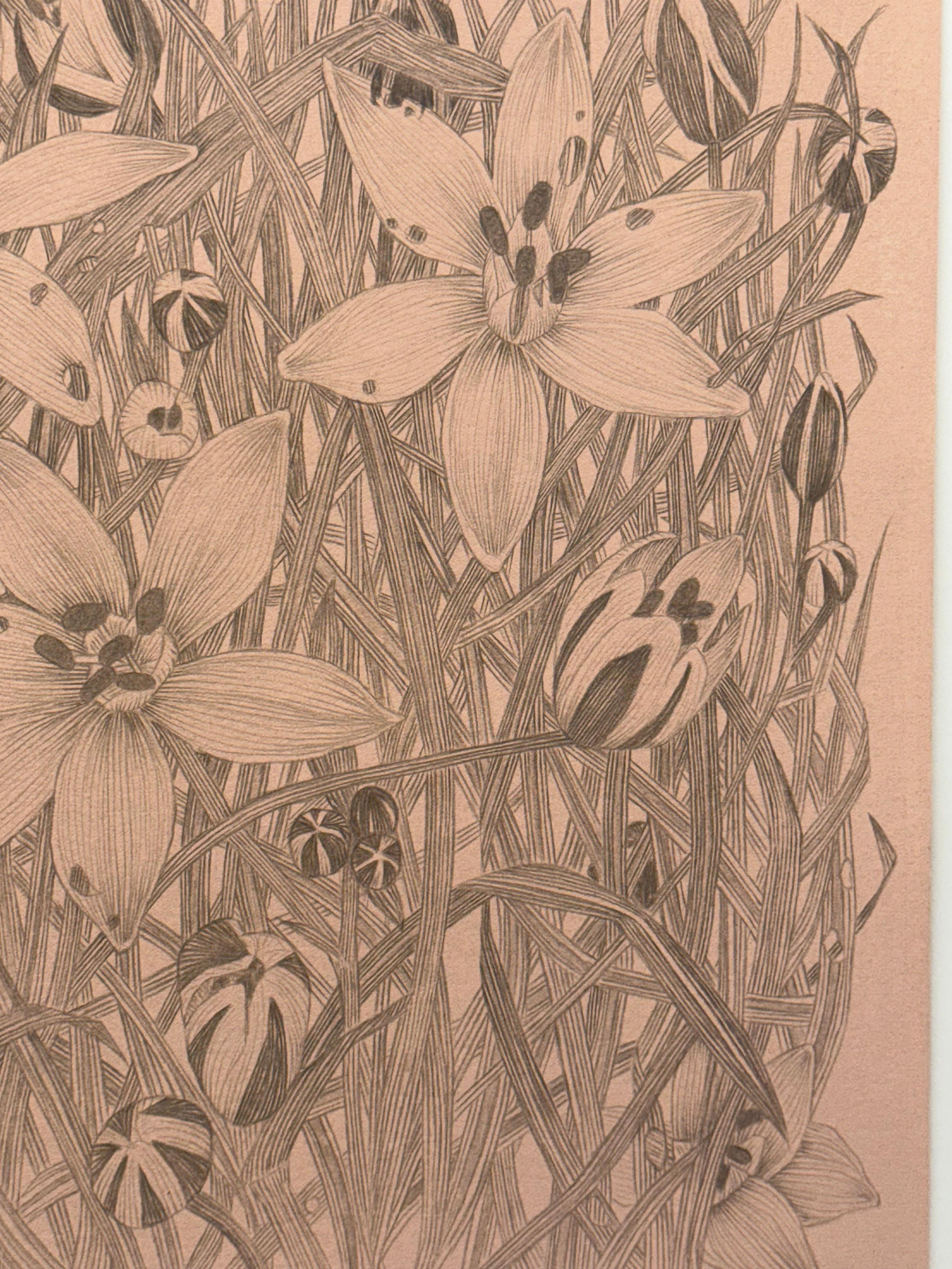Star of Bethlehem - Botanical Wildflower Plant Flowers Silverpoint Peach, 2025 For Sale 7