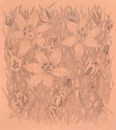 Star of Bethlehem - Botanical Wildflower Plant Flowers Silverpoint Peach, 2025