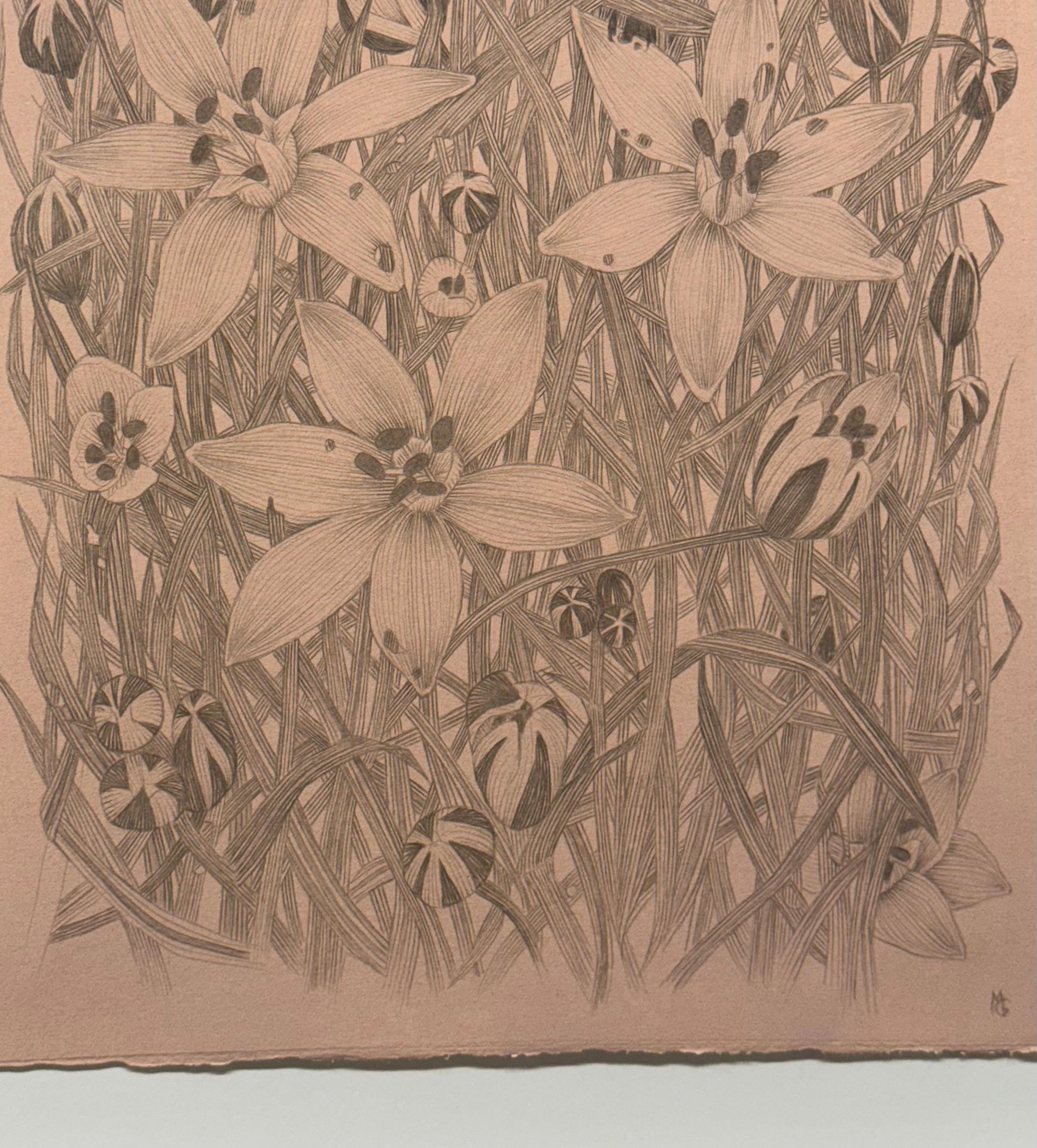 Star of Bethlehem - Botanical Wildflower Plant Flowers Silverpoint Peach, 2025 For Sale 2