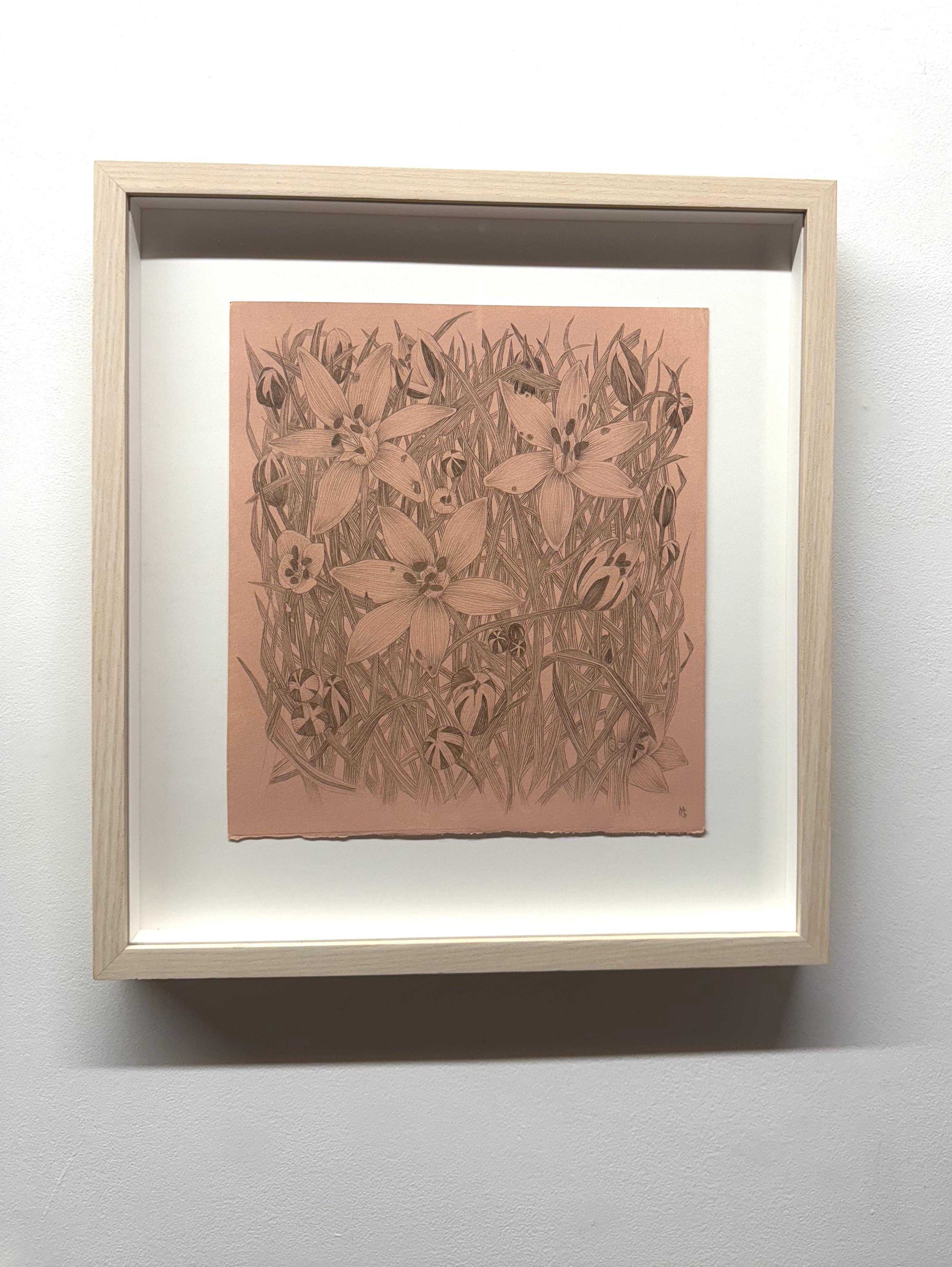 Star of Bethlehem - Botanical Wildflower Plant Flowers Silverpoint Peach, 2025 - Contemporary Art by Margot Glass