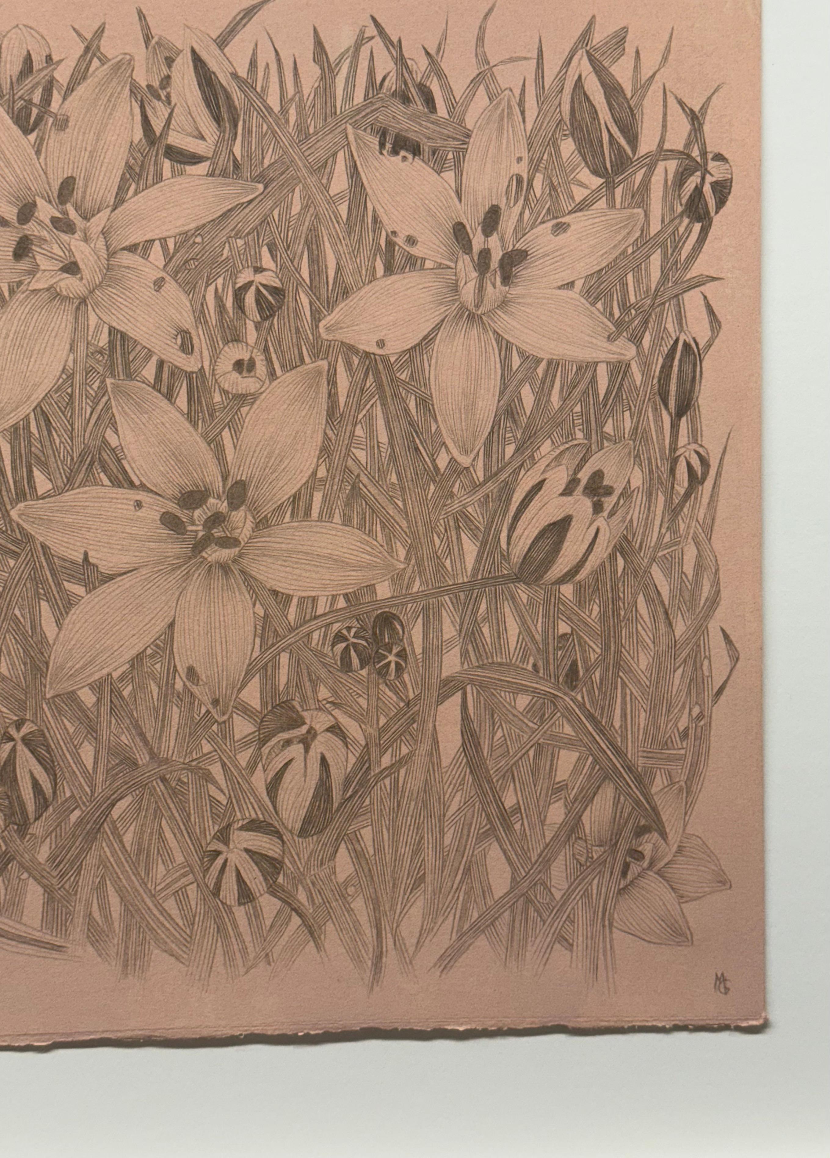 Star of Bethlehem - Botanical Wildflower Plant Flowers Silverpoint Peach, 2025 For Sale 8