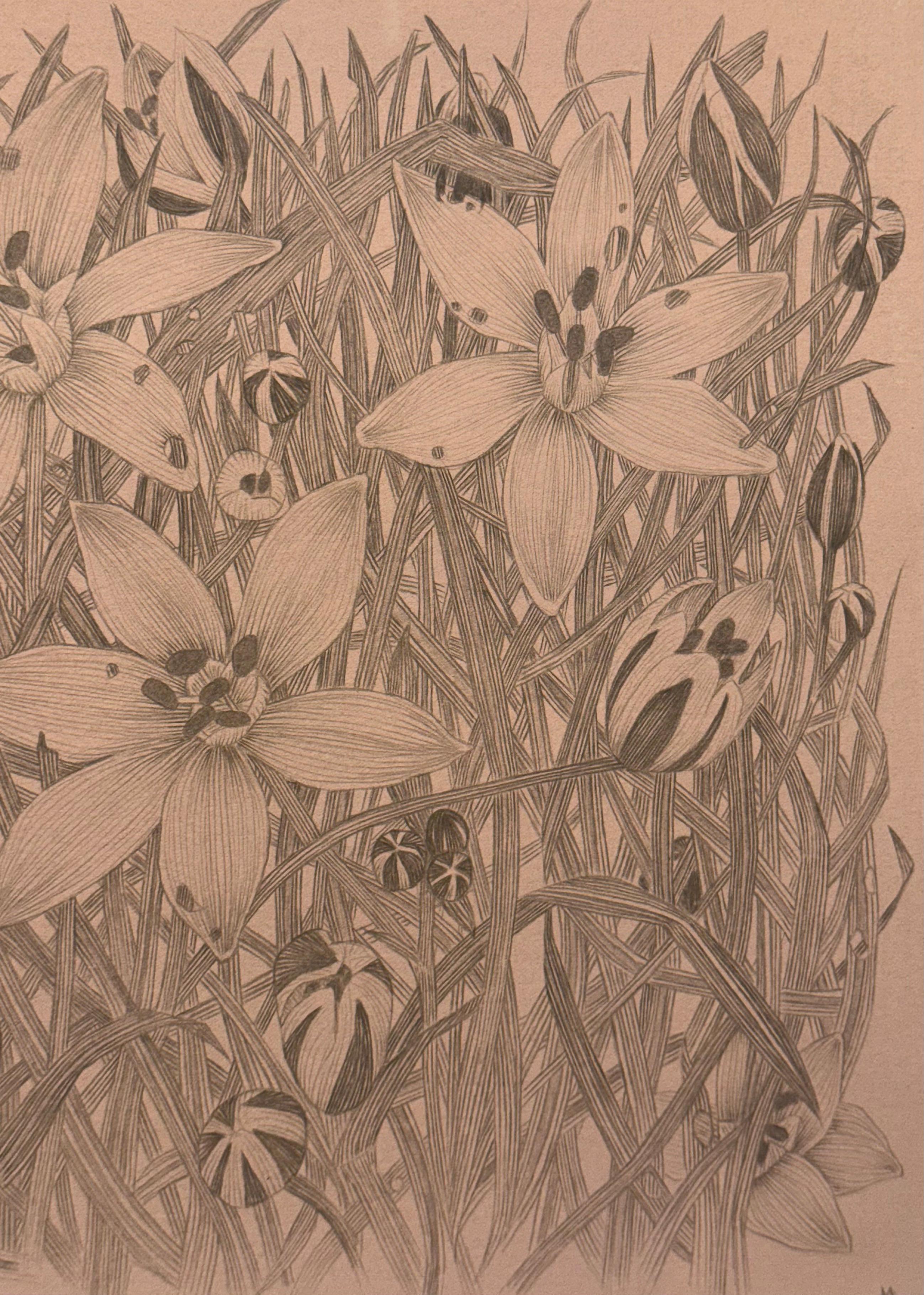 Star of Bethlehem - Botanical Wildflower Plant Flowers Silverpoint Peach, 2025 For Sale 6