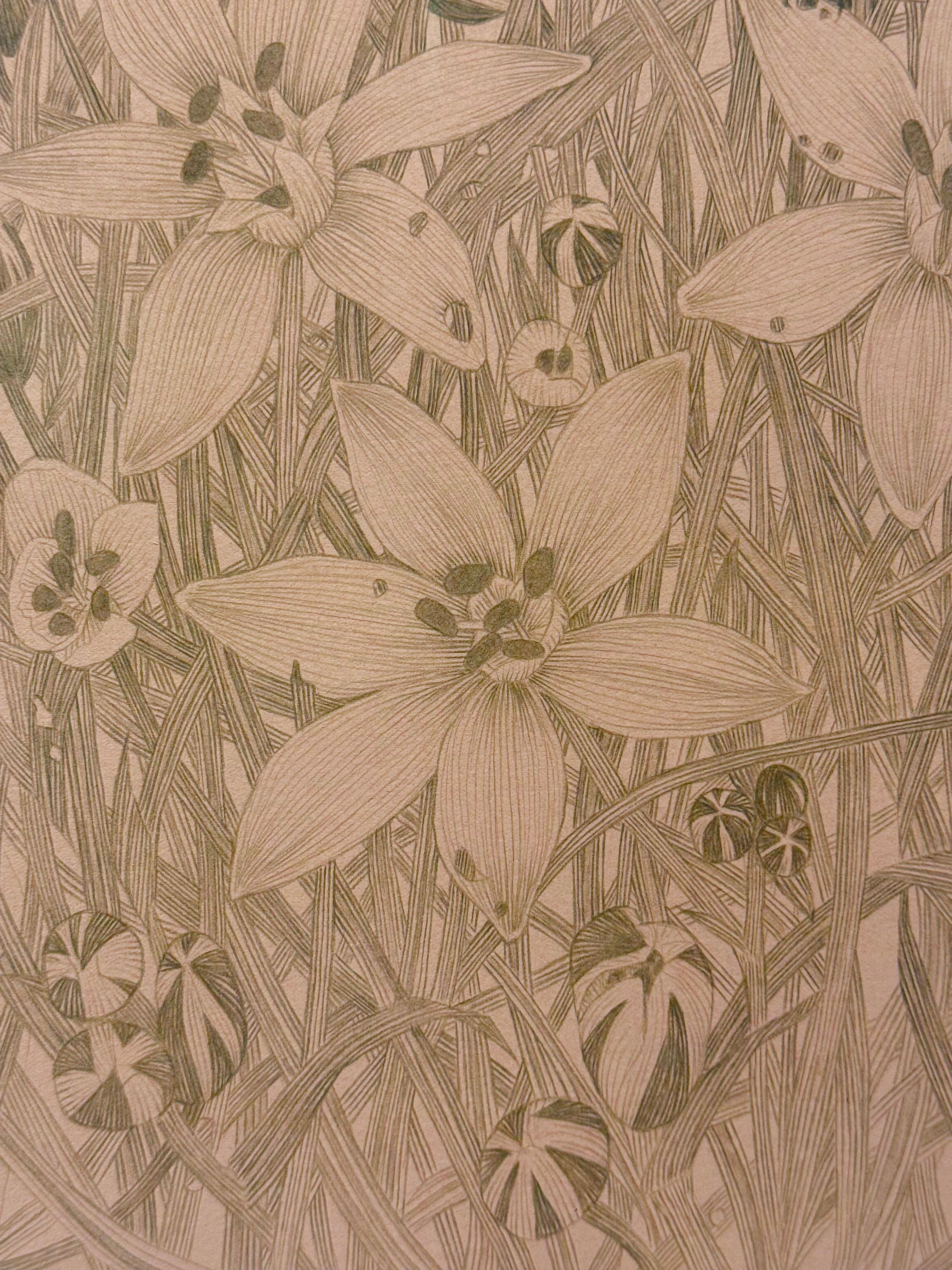 Star of Bethlehem - Botanical Wildflower Plant Flowers Silverpoint Peach, 2025 For Sale 4