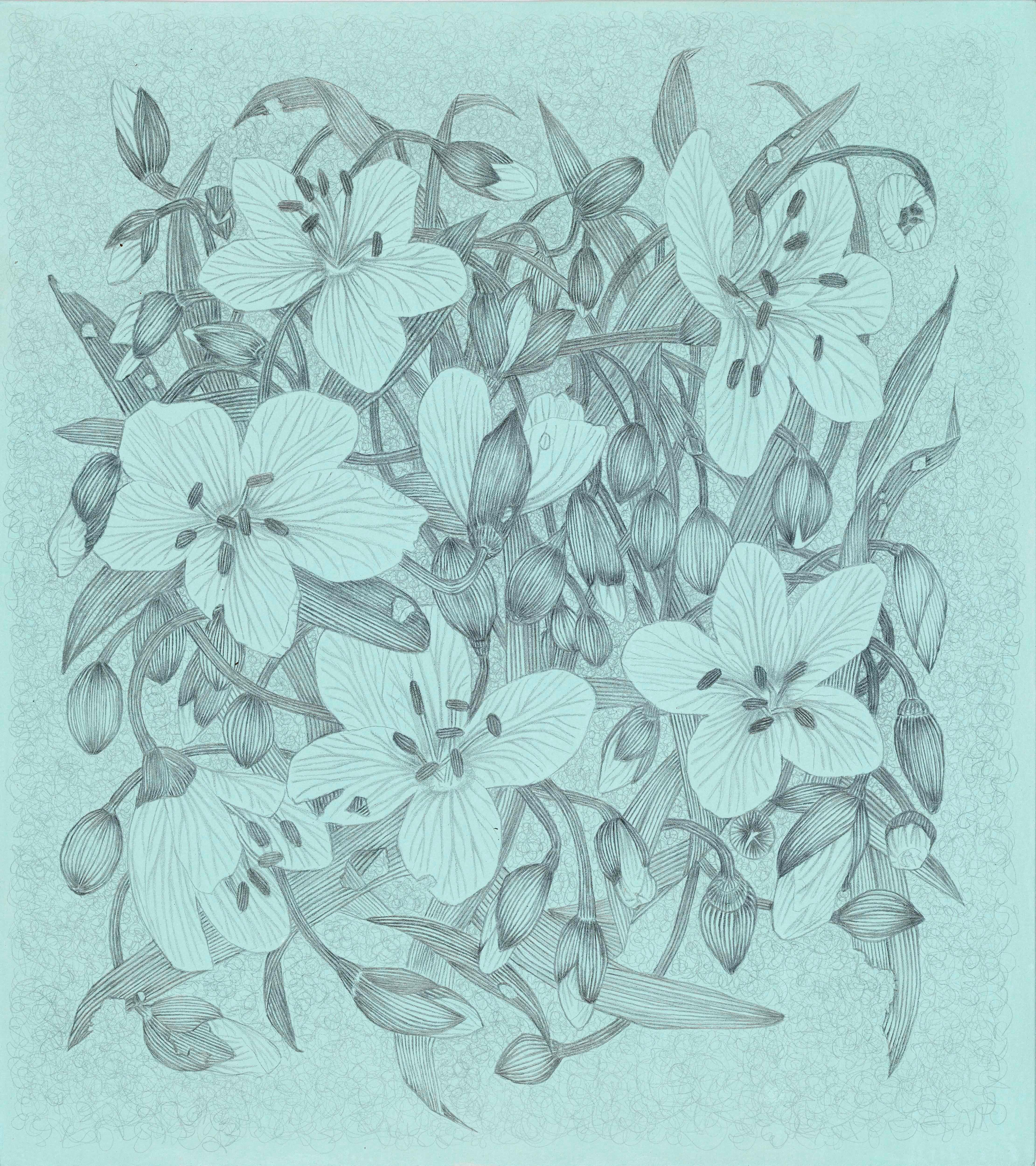Spring Beauty - Botanical Wildflower Plant Flowers Silverpoint Pale Blue, 2025 - Art by Margot Glass