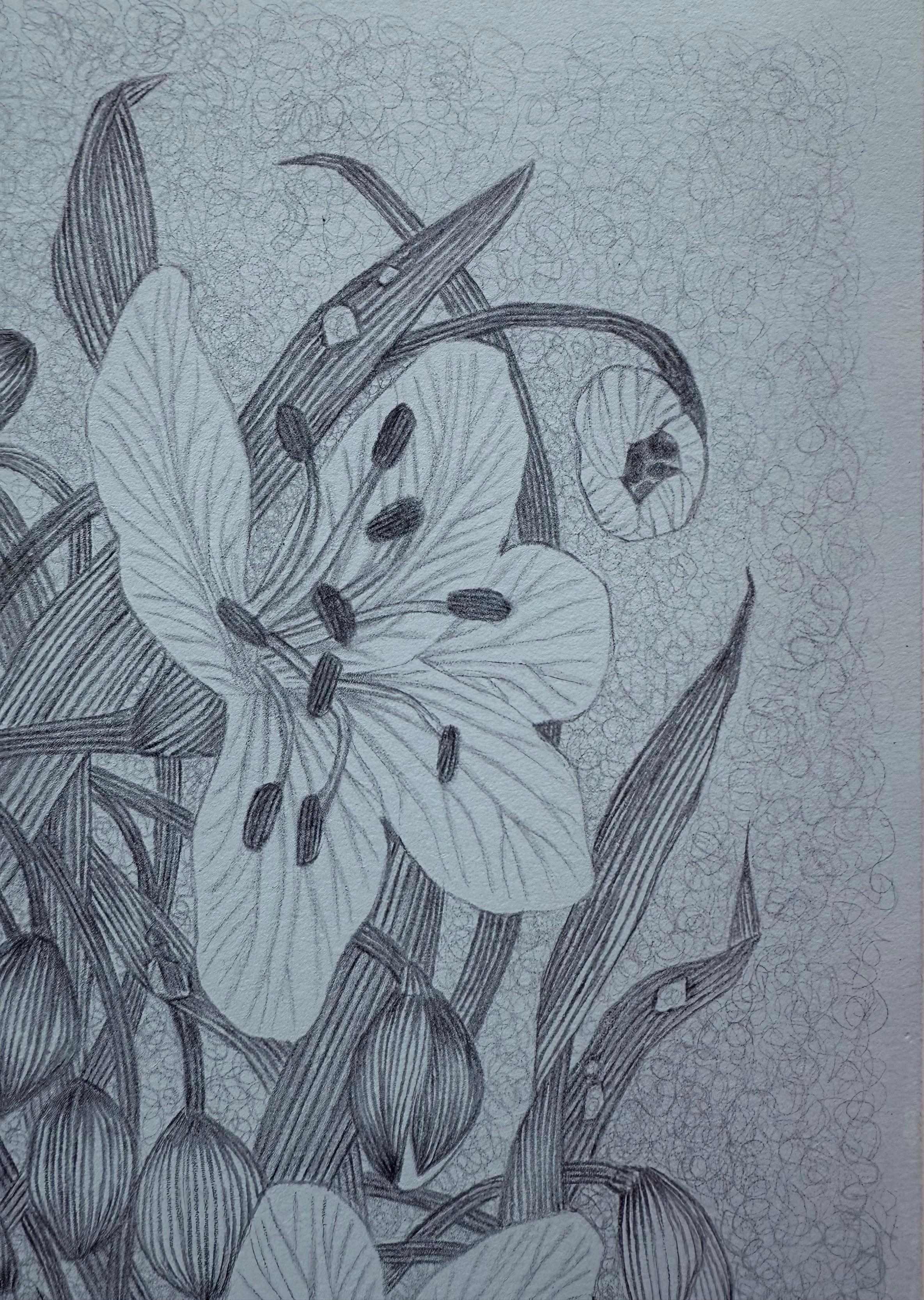 Spring Beauty - Botanical Wildflower Plant Flowers Silverpoint Pale Blue, 2025 For Sale 3