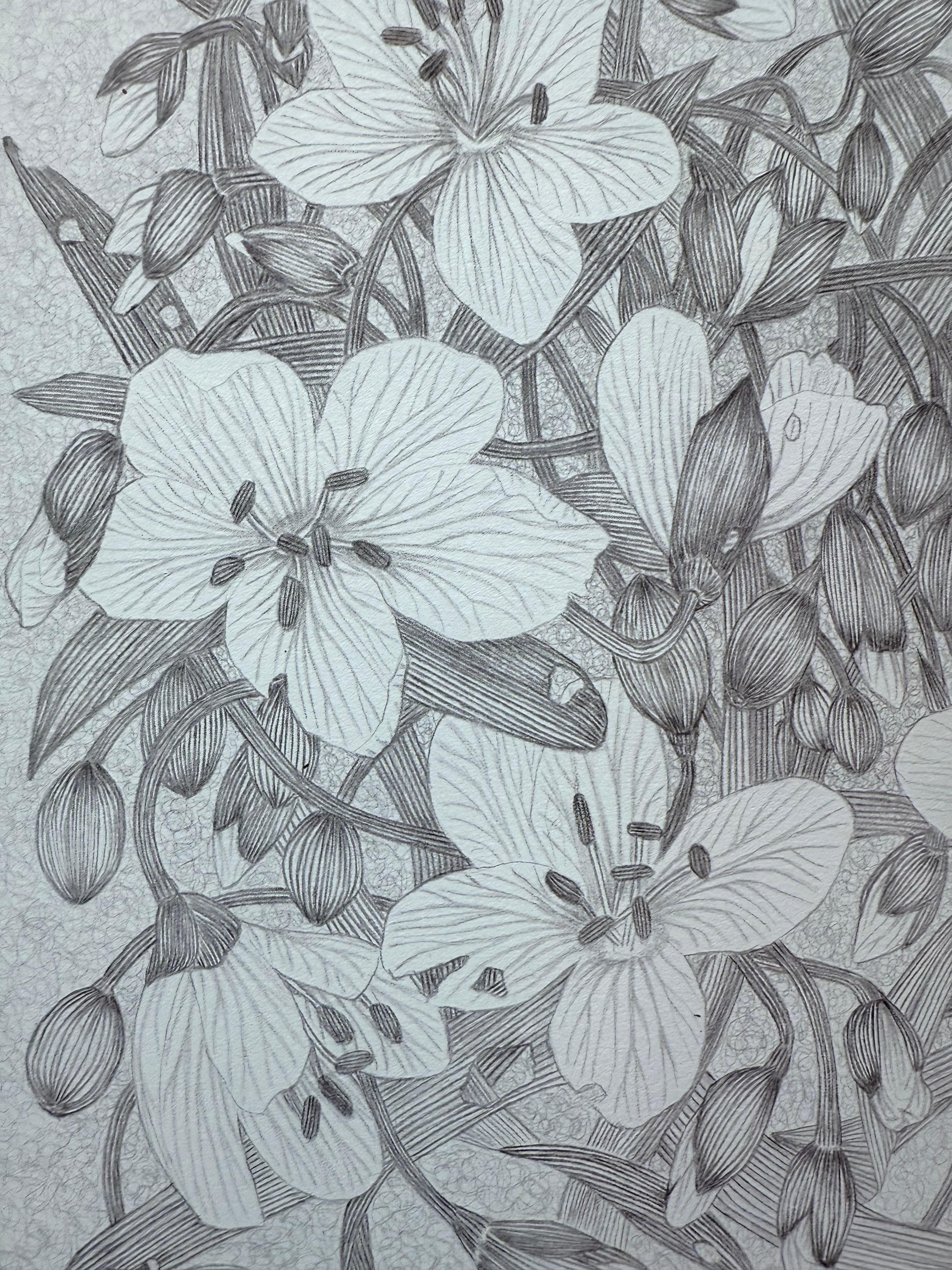 Spring Beauty - Botanical Wildflower Plant Flowers Silverpoint Pale Blue, 2025 For Sale 2