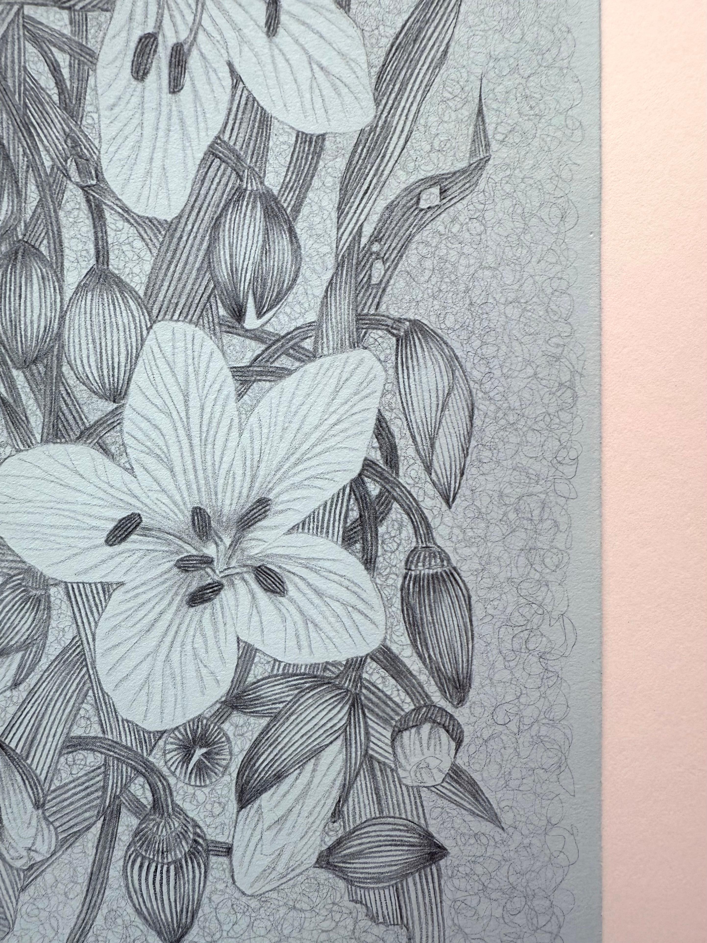 Spring Beauty - Botanical Wildflower Plant Flowers Silverpoint Pale Blue, 2025 For Sale 6
